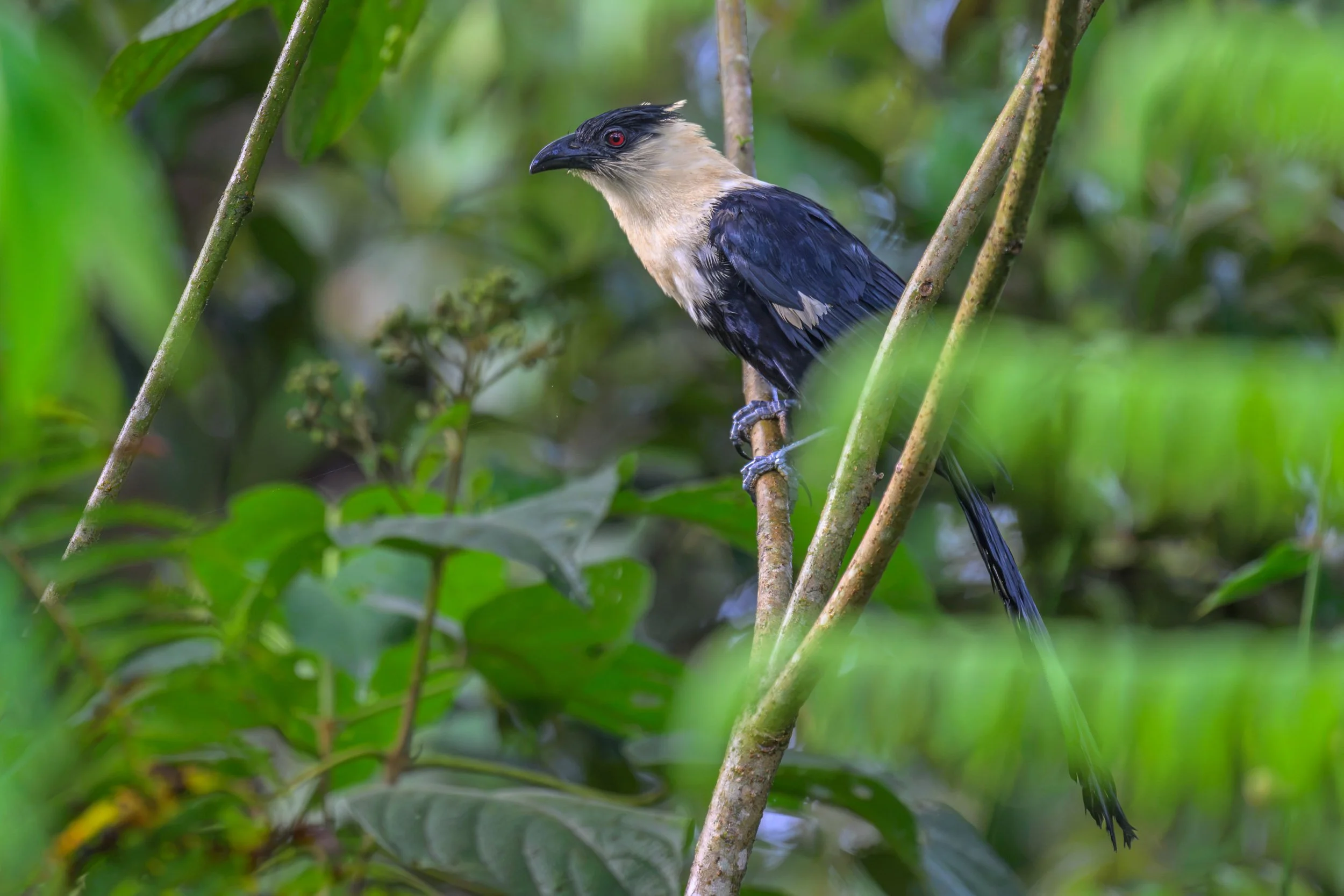 Pied Coucal (Centropus ateralbus) photographed in Pomio District, East New Britain, Papua New Guinea.