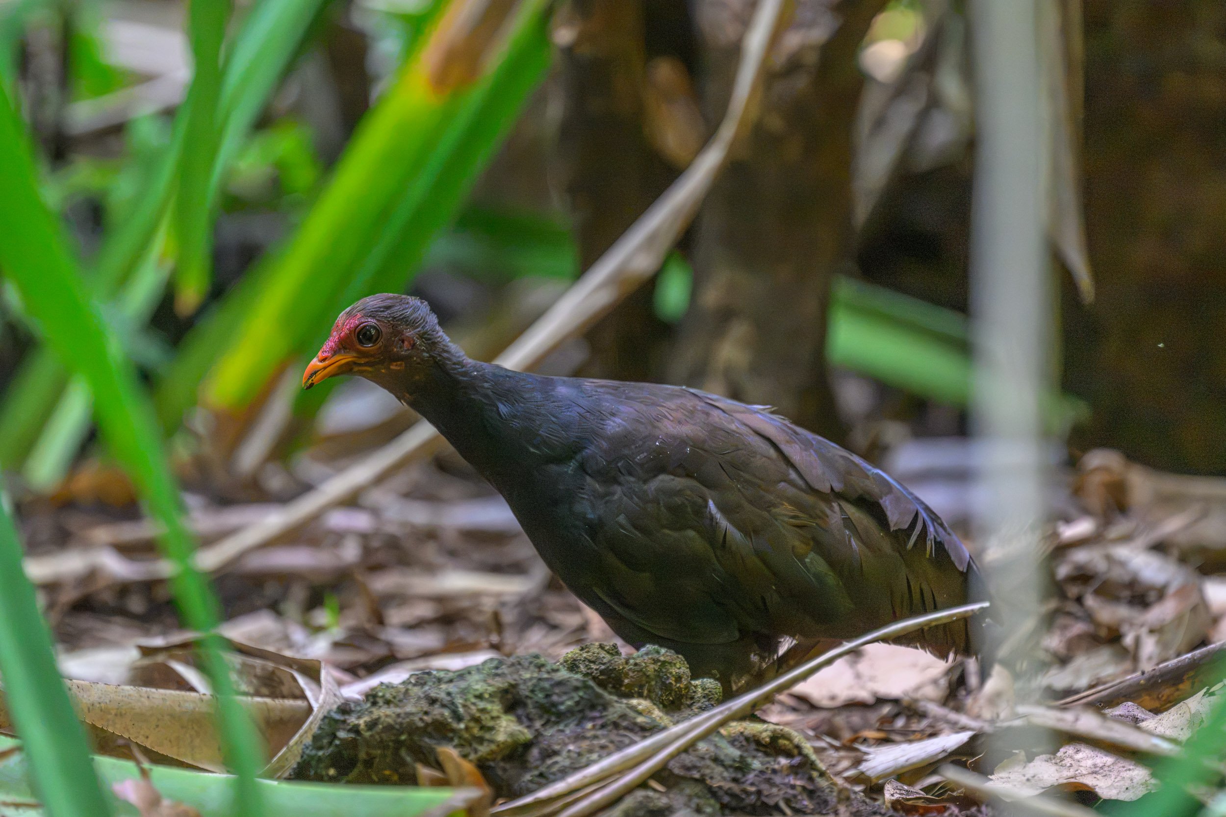 A Melanesian Megapode (Megapodius eremita) on Tench Island within the Murat Marine Protected Area, Papua New Guinea.