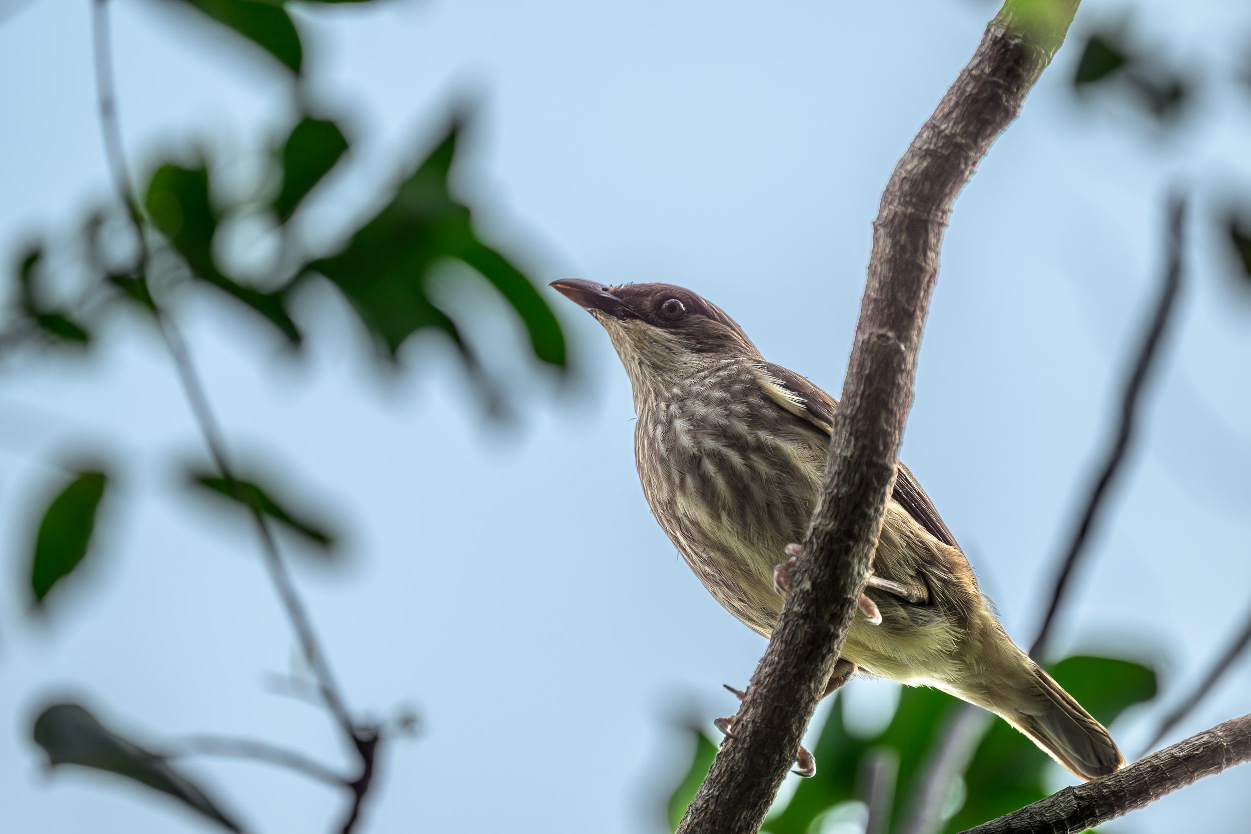 Polynesian Starling (Aplonis tabuensis) photographed on Wakaya Island, Fiji, a native Pacific starling commonly found in forest, woodland and coastal habitats across many of Fiji’s islands.