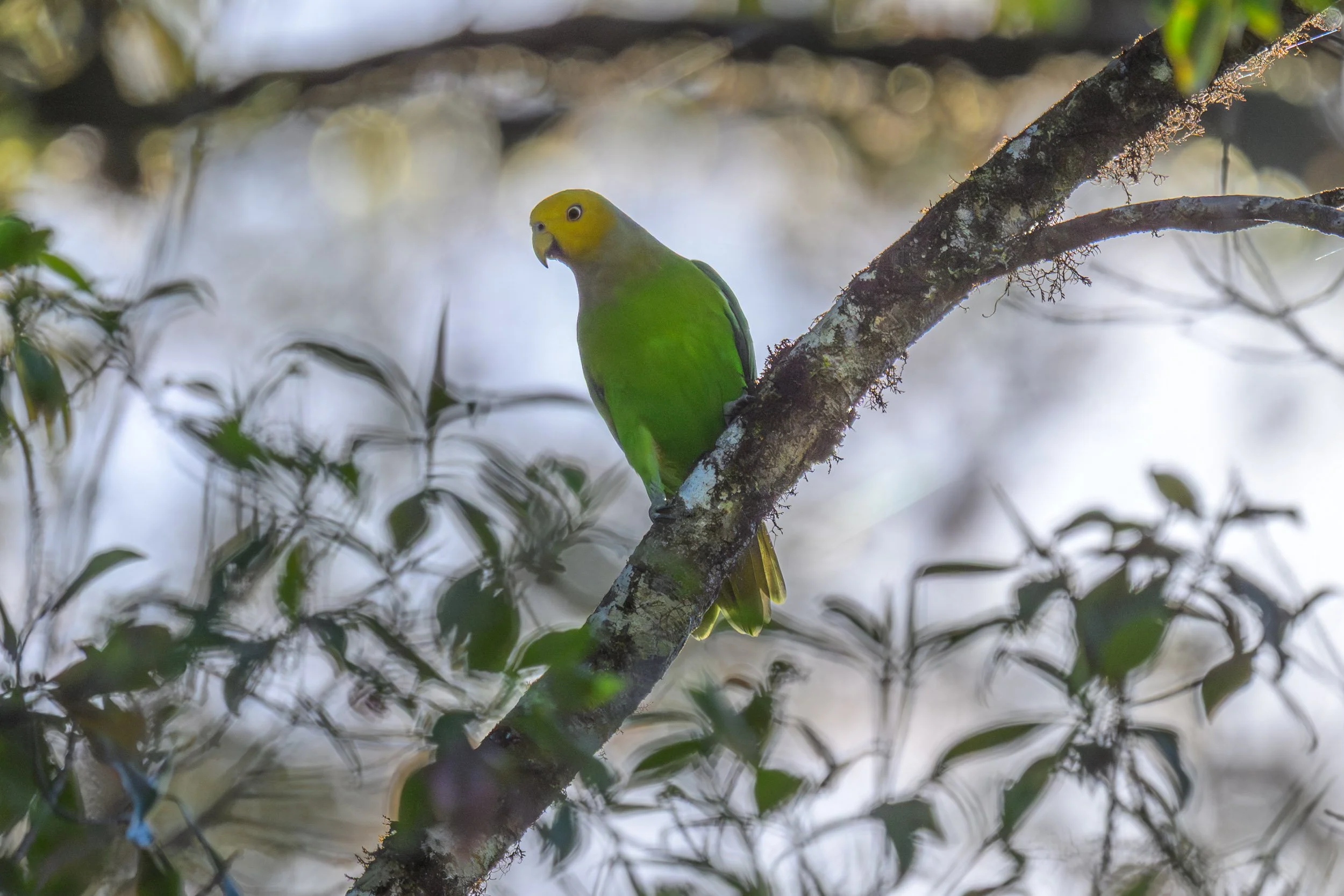 A Singing Parrot (Geoffroyus heteroclitus) perched in inland Pomio, East New Britain, Papua New Guinea. The species occurs across the Bismarck Archipelago, Bougainville and the Solomon Islands.