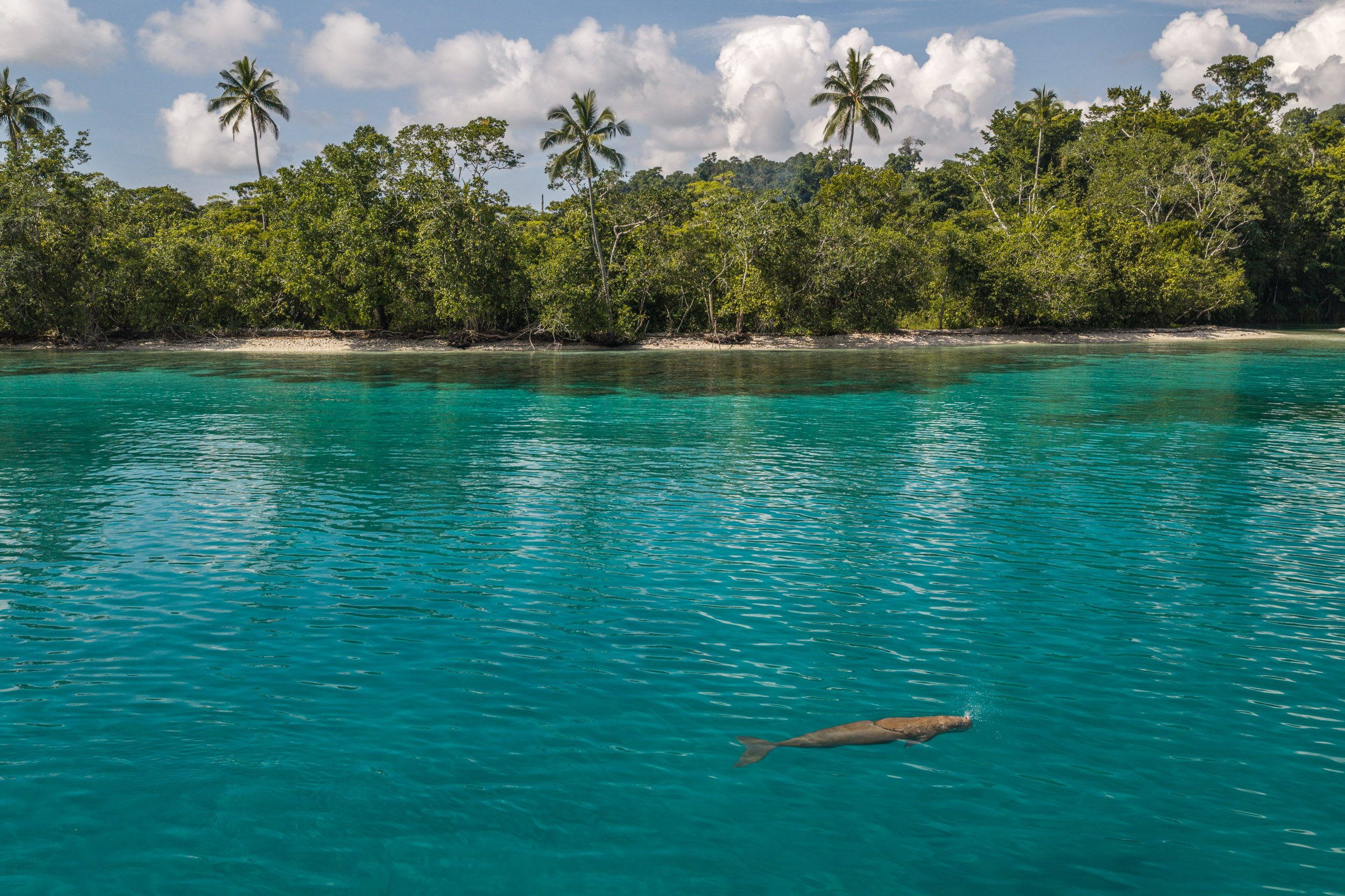 wwf-pomio-conservation-papua-new-guinea-tom-vierus-2.jpg