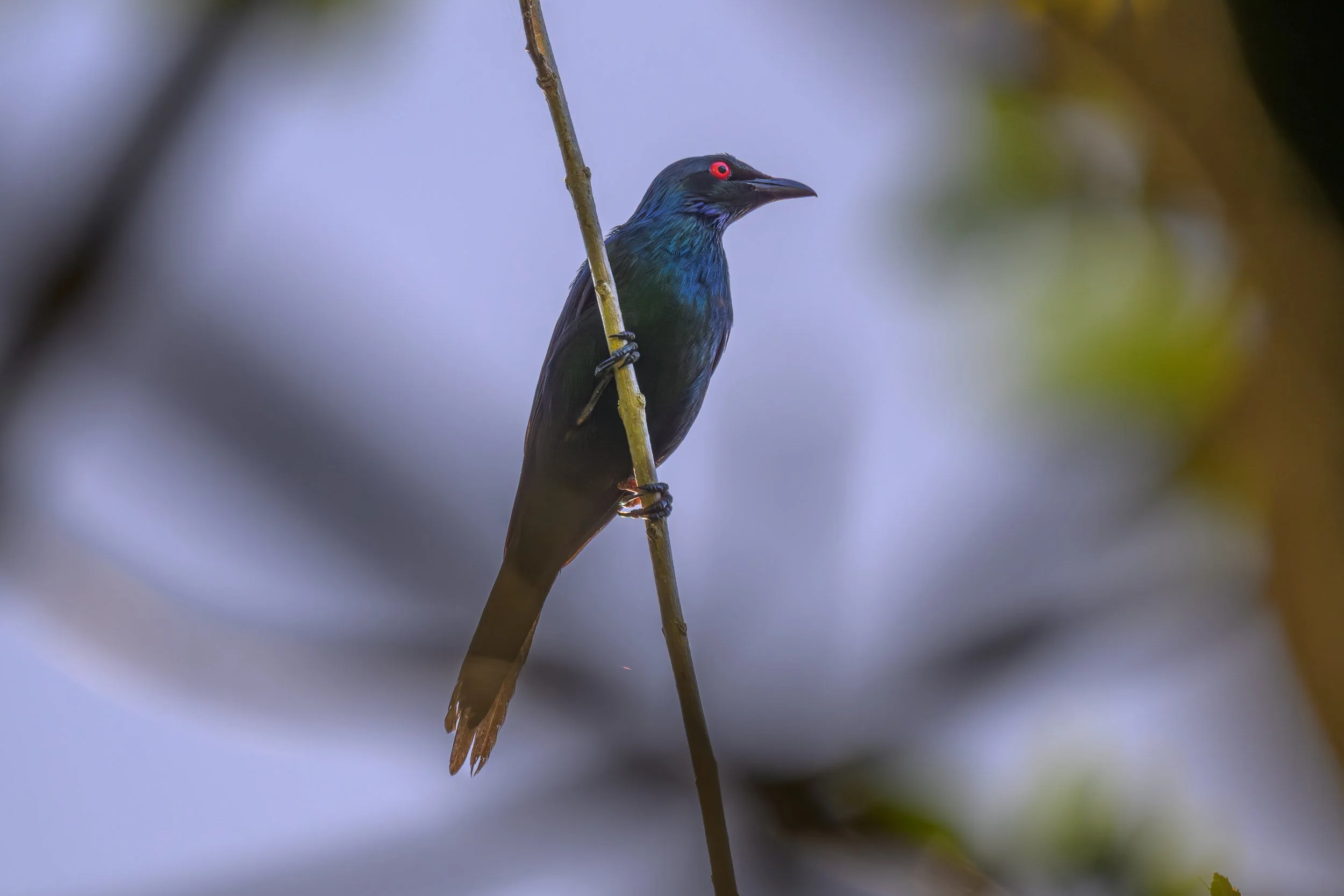 A Metallic Starling (Aplonis metallica) perched near Sahalil in western Pomio, East New Britain, Papua New Guinea.
