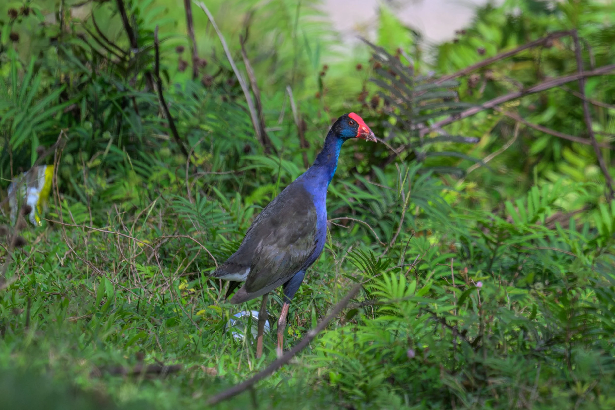 Purple Swamphen (Porphyrio porphyrio samoensis) photographed on Upolu, Samoa.