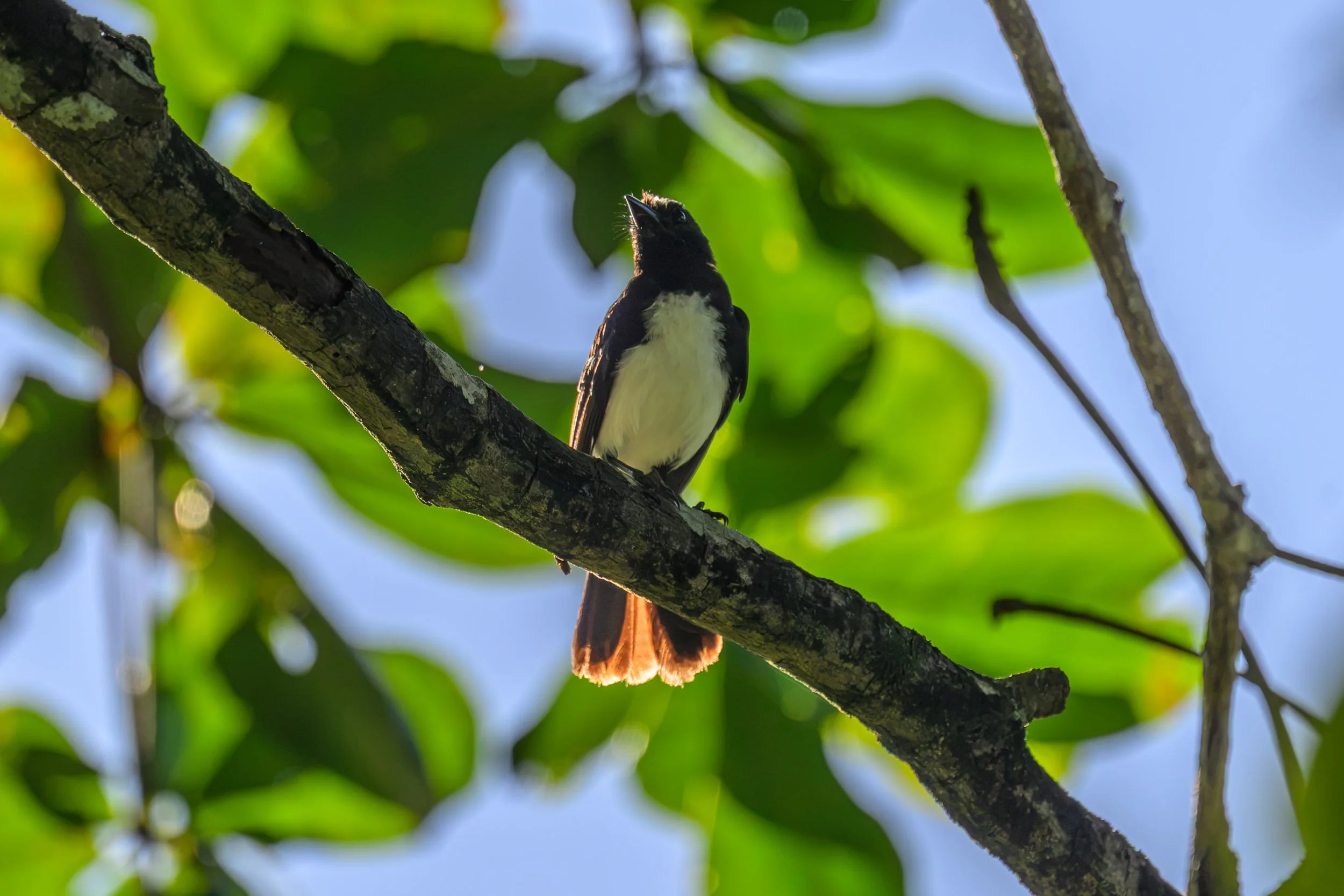 A Willie Wagtail (Rhipidura leucophrys) photographed in Pomio District, East New Britain, Papua New Guinea.