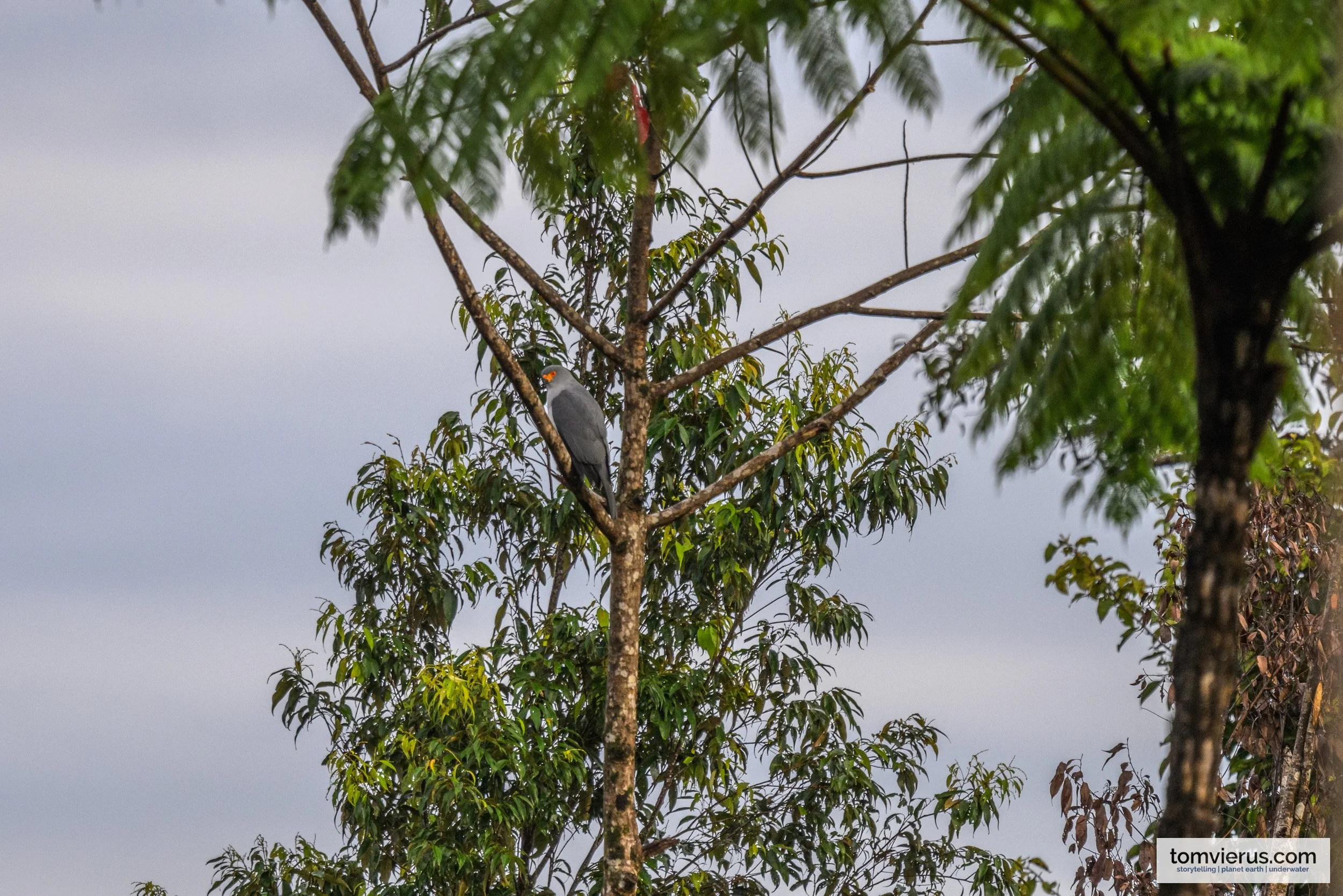 New Britain Goshawk photographed in Pomio, Papua New Guinea.