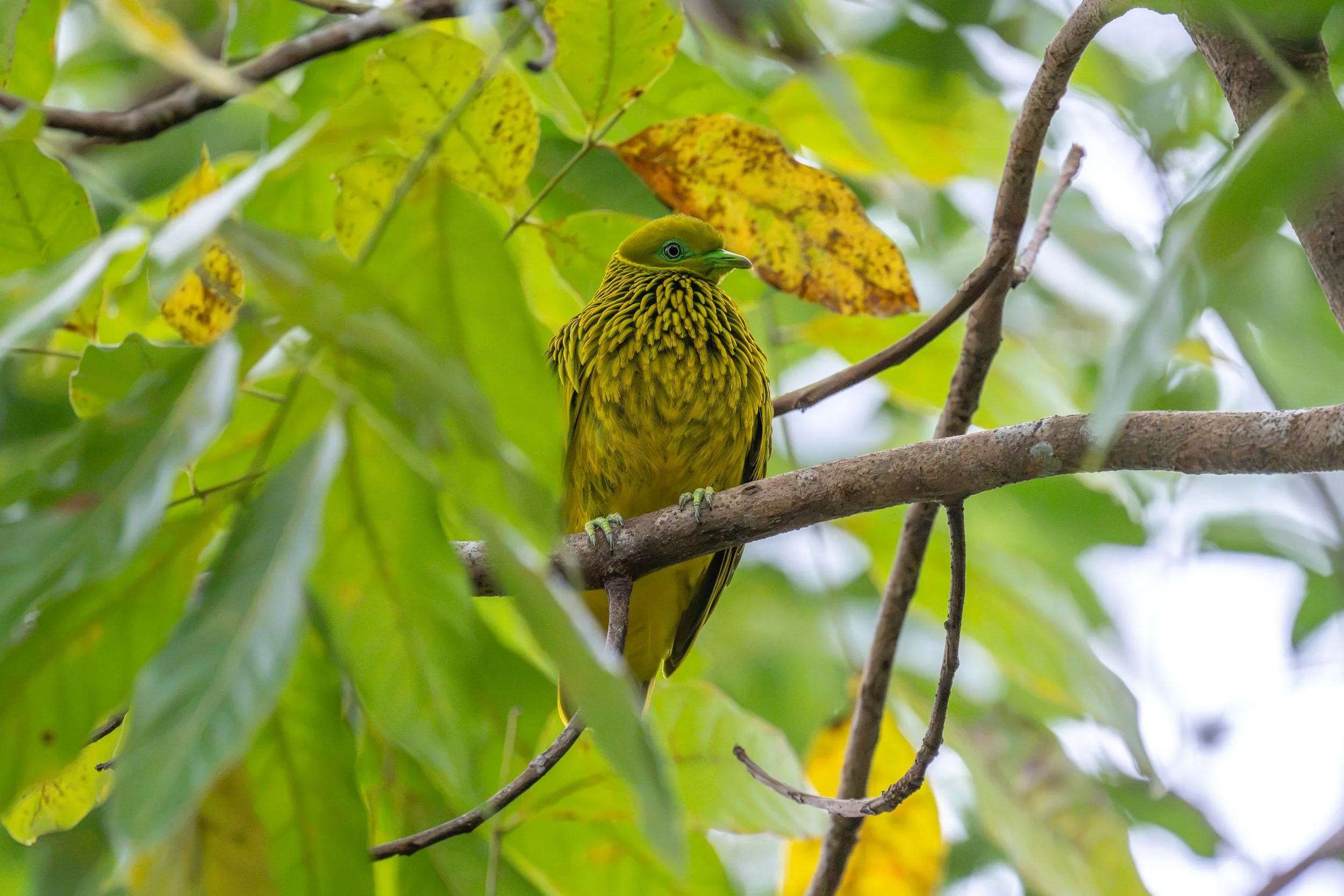 Golden Dove (Ptilinopus luteovirens), an endemic fruit dove photographed in Colo-i-Suva on Viti Levu, Fiji.