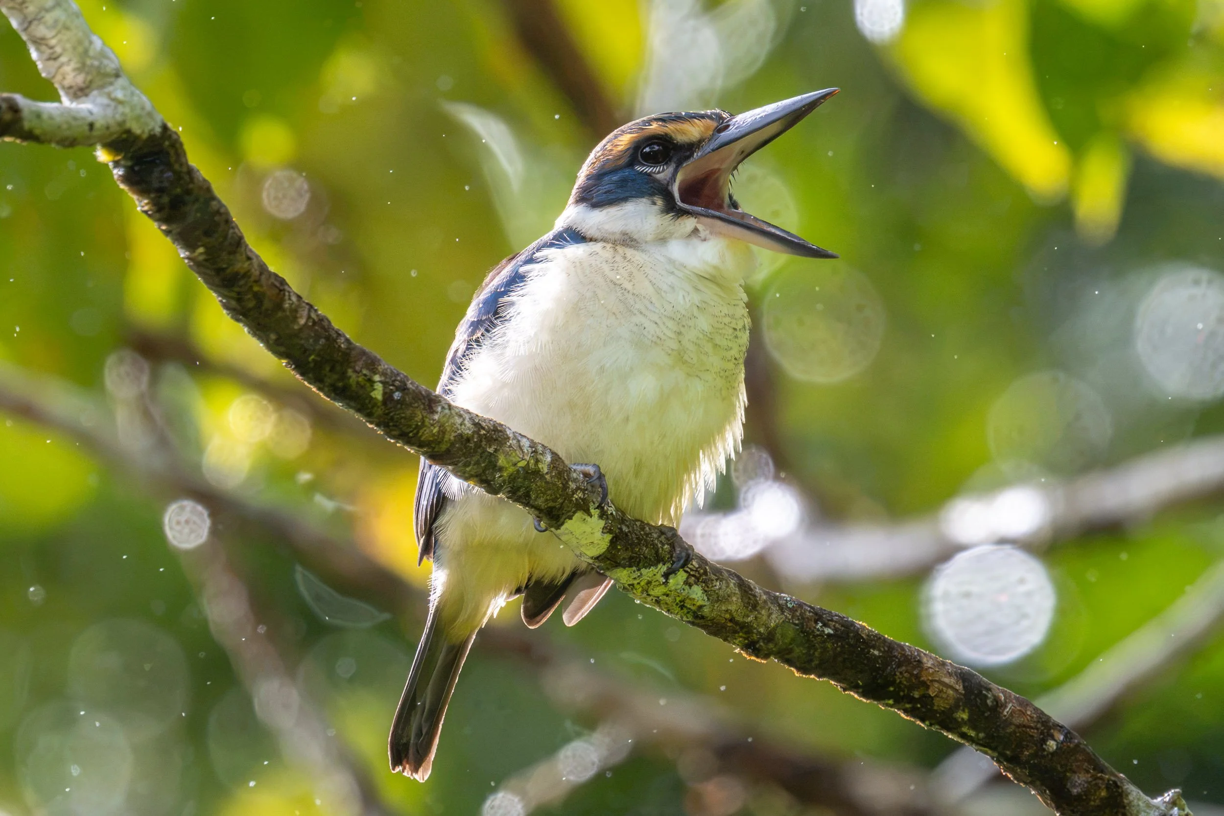 Pacific Kingfisher (Todiramphus sacer) photographed on Taveuni, Fiji.