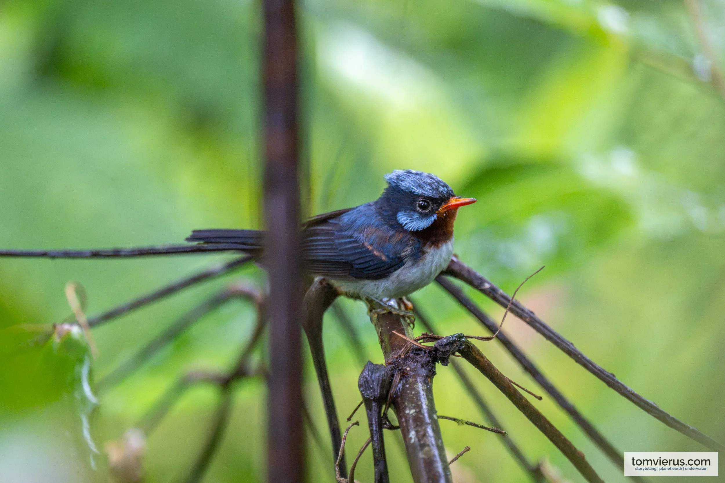 Azure-Crested Flycatcher perched on a branch in the rainforest canopy of Taveuni, Fiji.