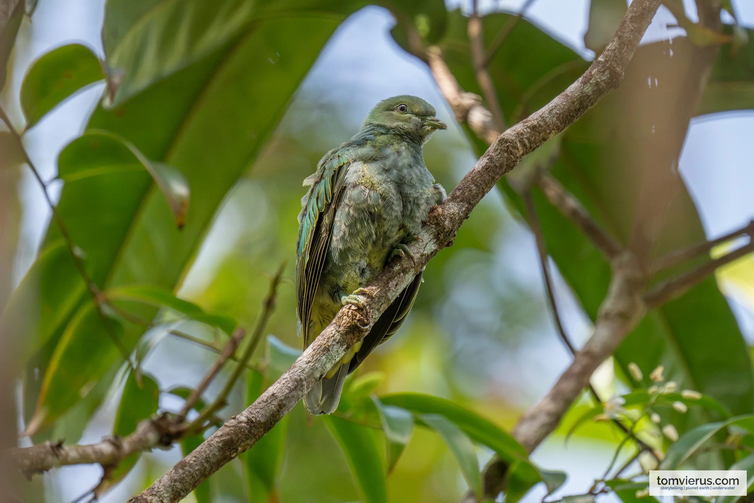Female Golden Dove in Colo-i-Suva Forest Park, Viti Levu, Fiji.
