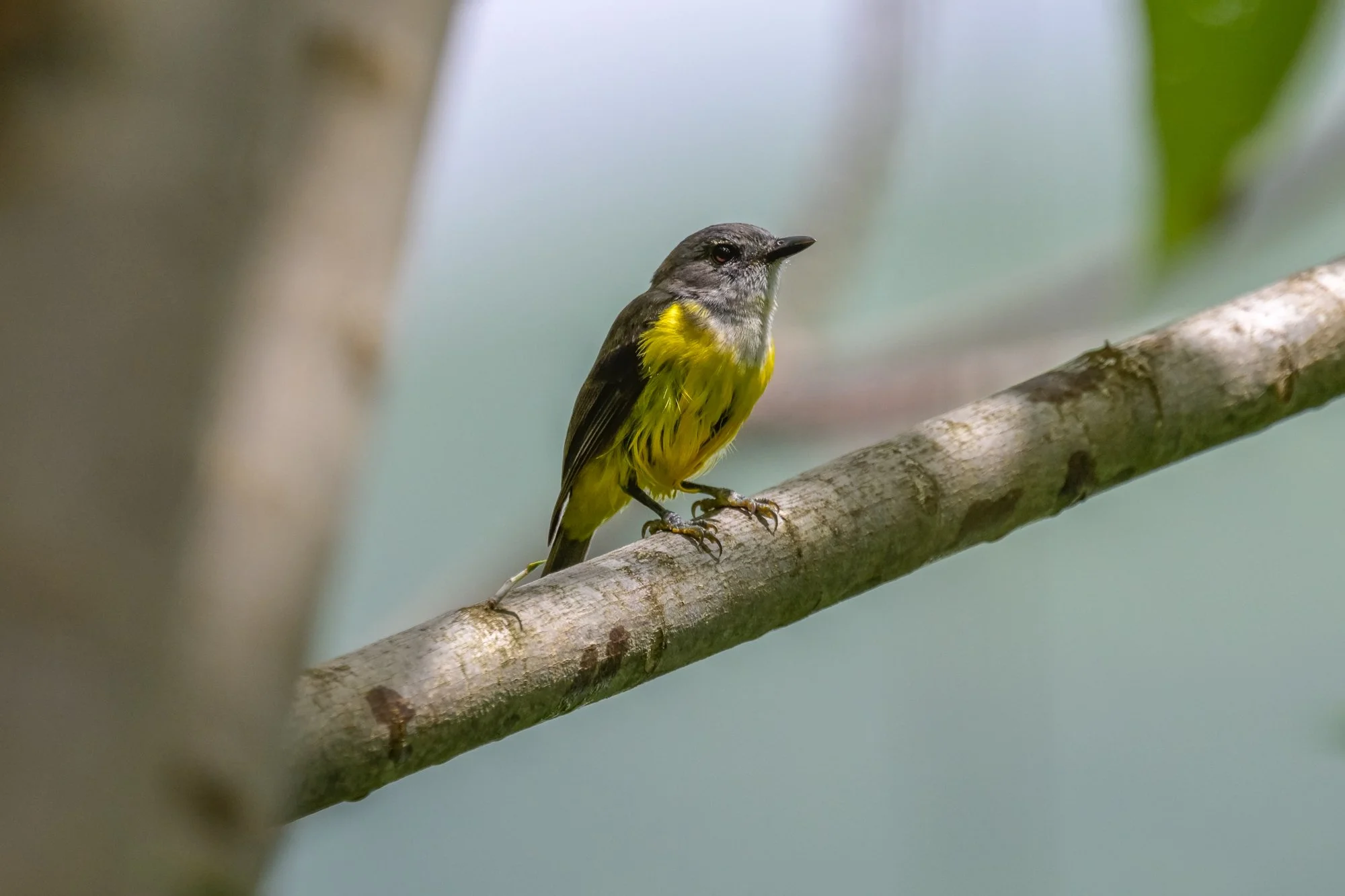 Birdlife International_Tom Vierus_Manumea Expedition-85.jpg