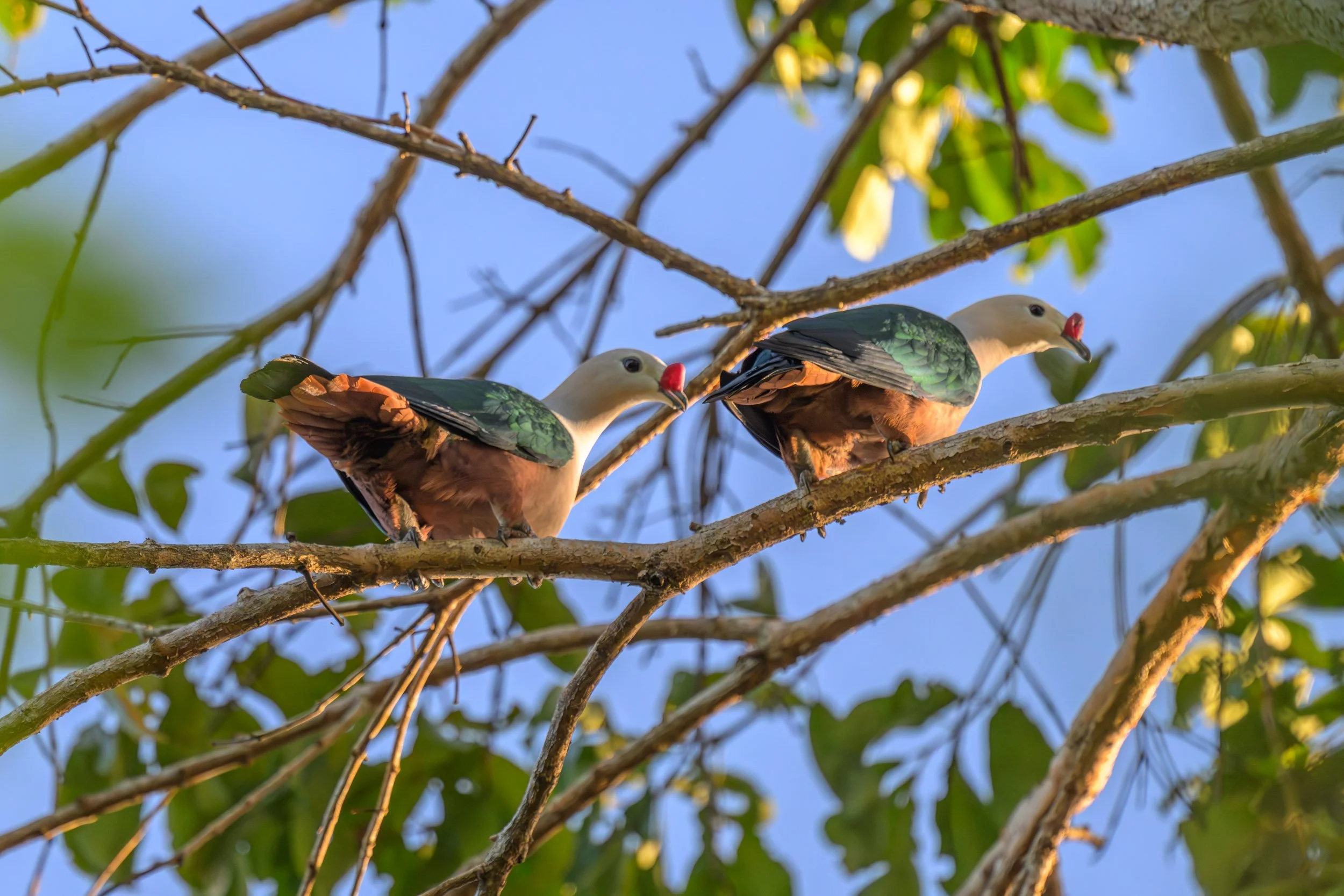 Two Red-knobbed Imperial-Pigeons (Ducula rubricera) perched in a tree near Sahalil, Pomio District, East New Britain, Papua New Guinea. 