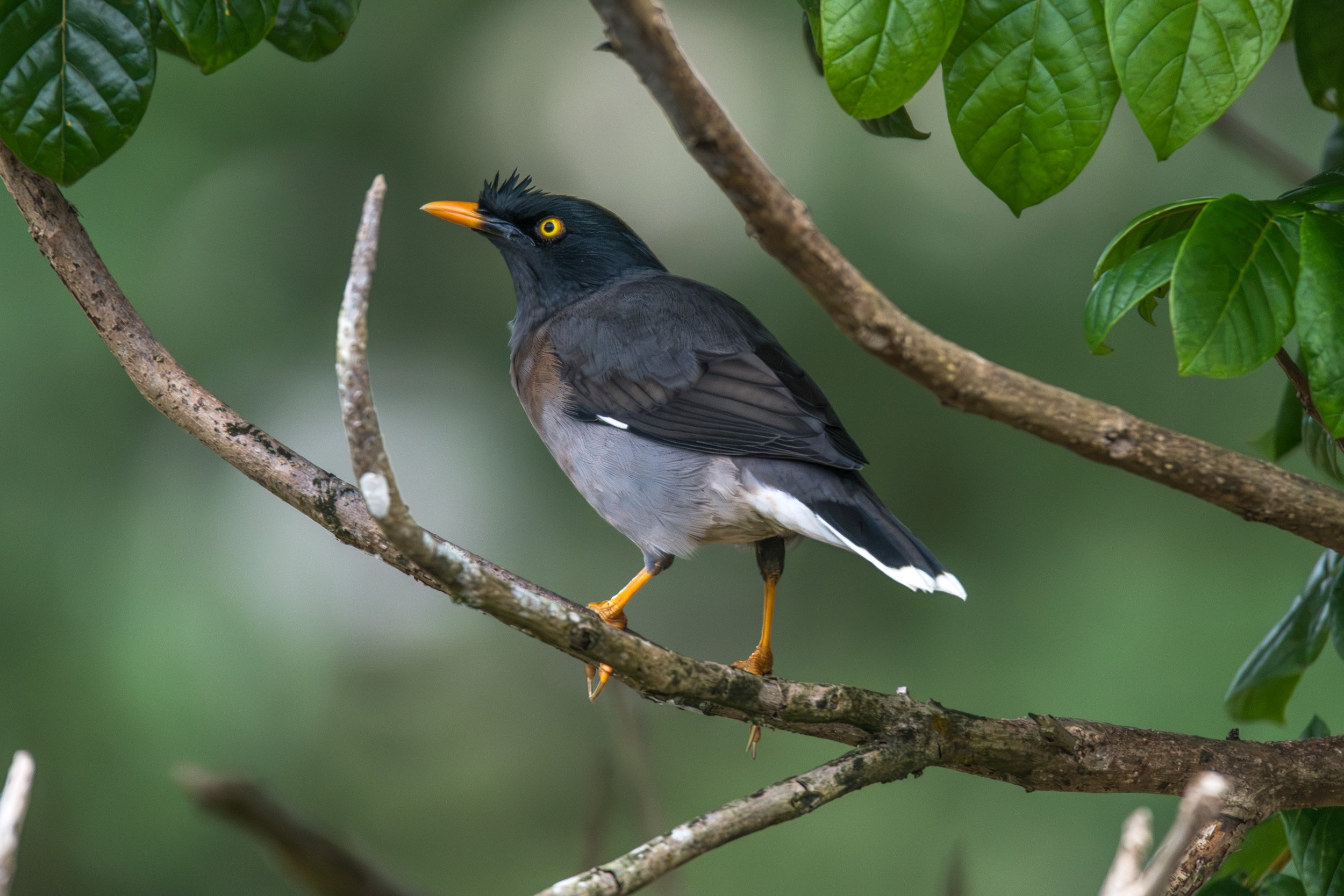 Jungle myna on Viti Levu, Fiji.