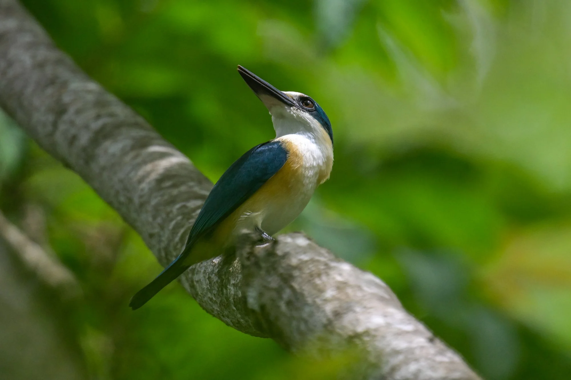 Birdlife International_Tom Vierus_Manumea Expedition-69.jpg