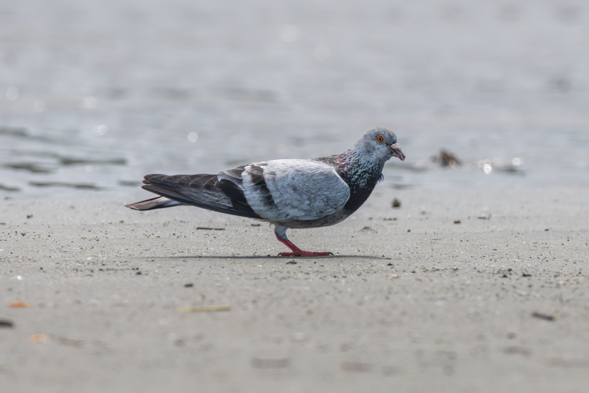 Feral Pigeon (Columba livia) photographed in Suva, Viti Levu, Fiji.