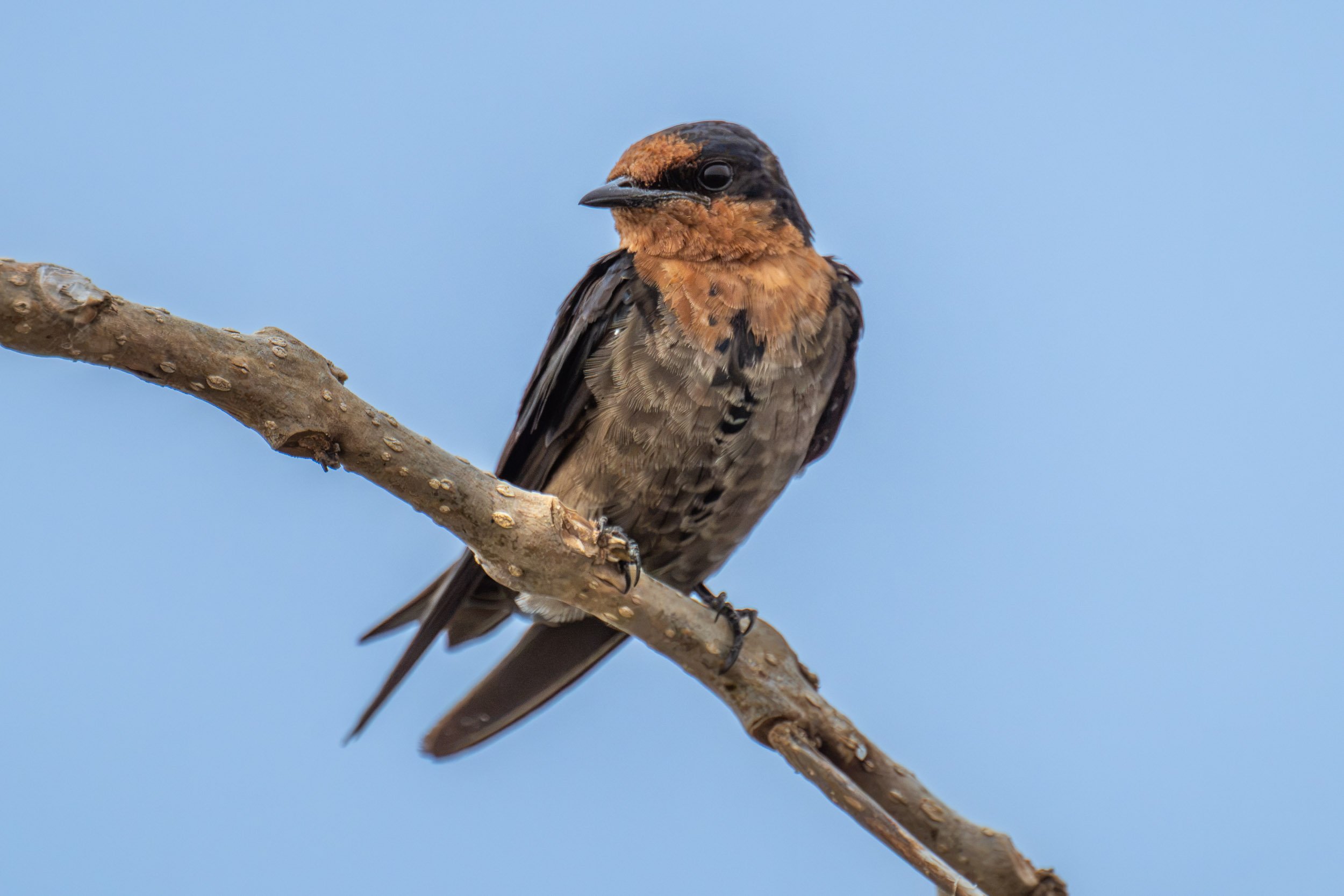 Pacific Swallow (Hirundo tahitica) photographed perched on driftwood on Viti Levu, Fiji, a native swallow commonly seen around open country, wetlands, coastlines and settled areas.