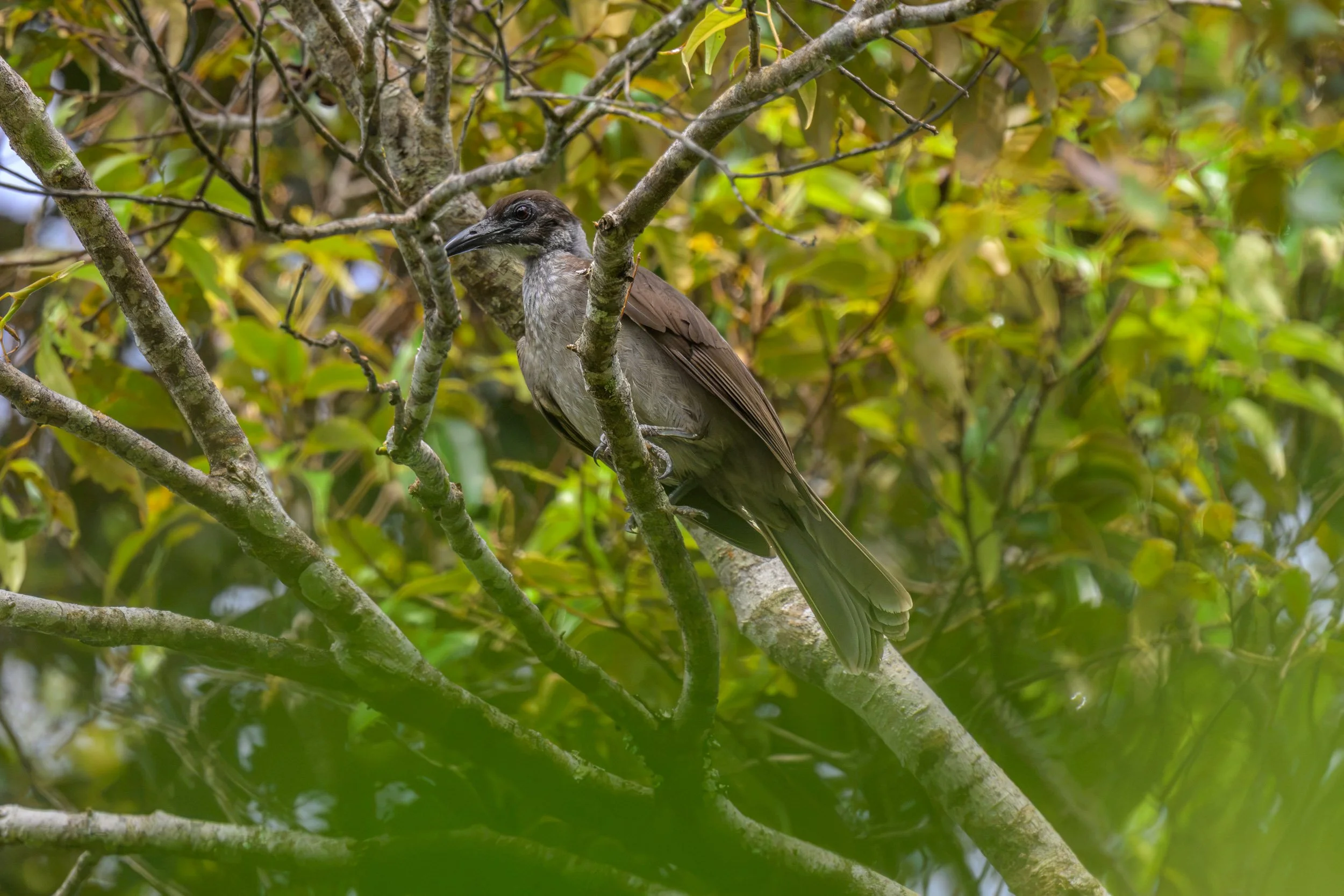 New Britain Friarbird (Philemon cockerelli) perched in a tree in Pomio District, East New Britain, Papua New Guinea.