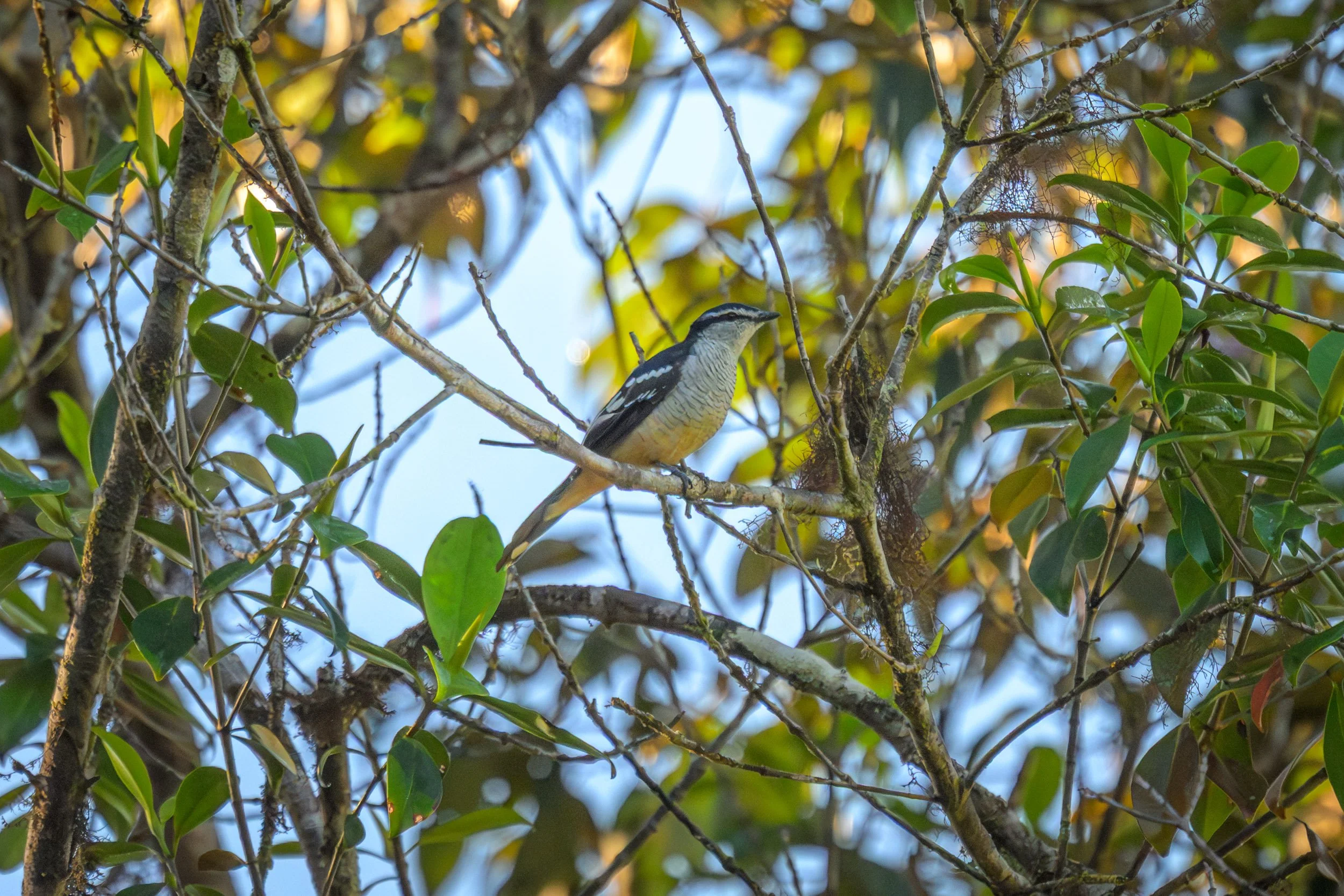 A Varied Triller (Lalage leucomela) perched in inland Pomio, East New Britain, Papua New Guinea.