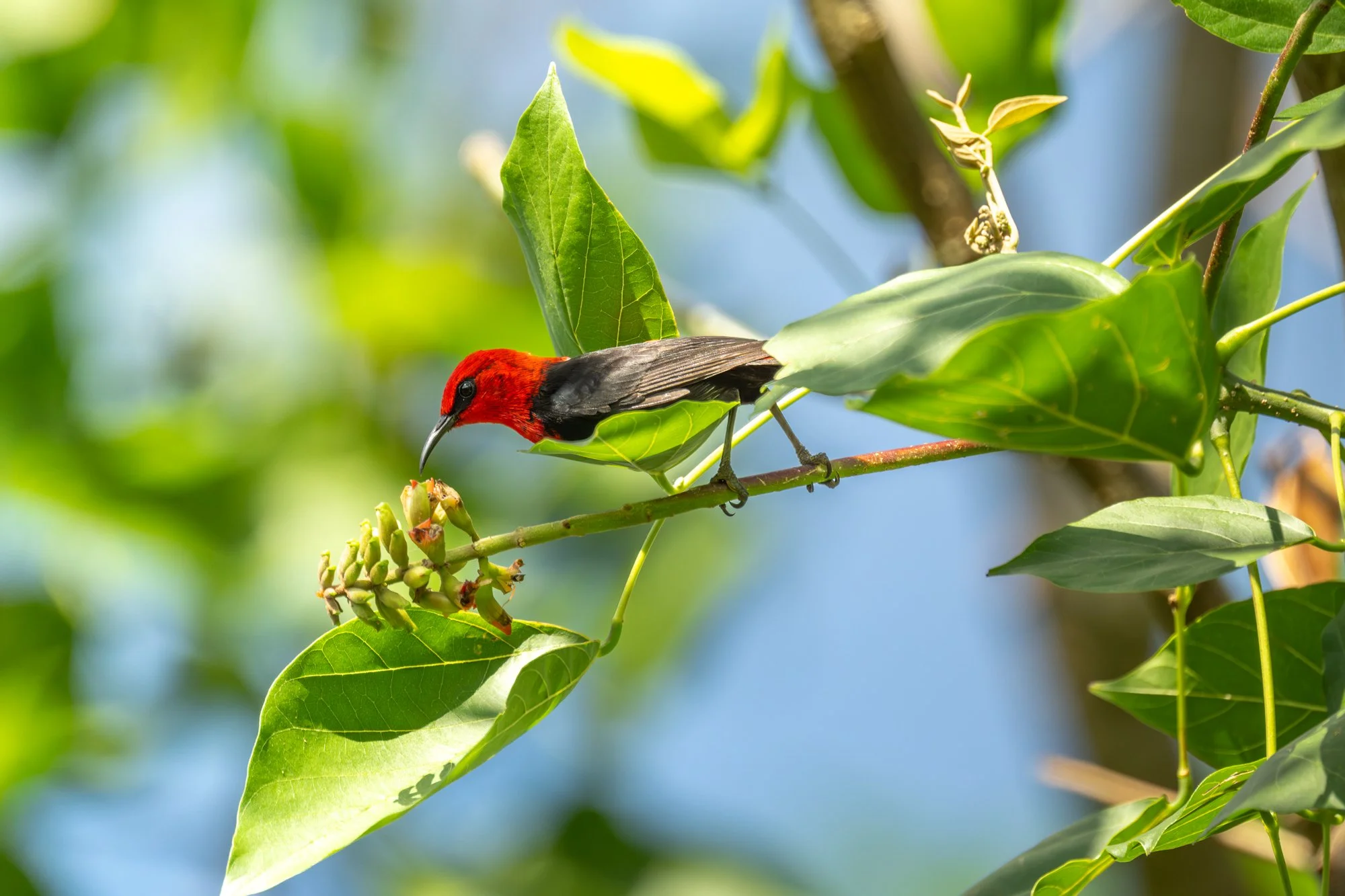 Birdlife International_Tom Vierus_Manumea Expedition-21.jpg