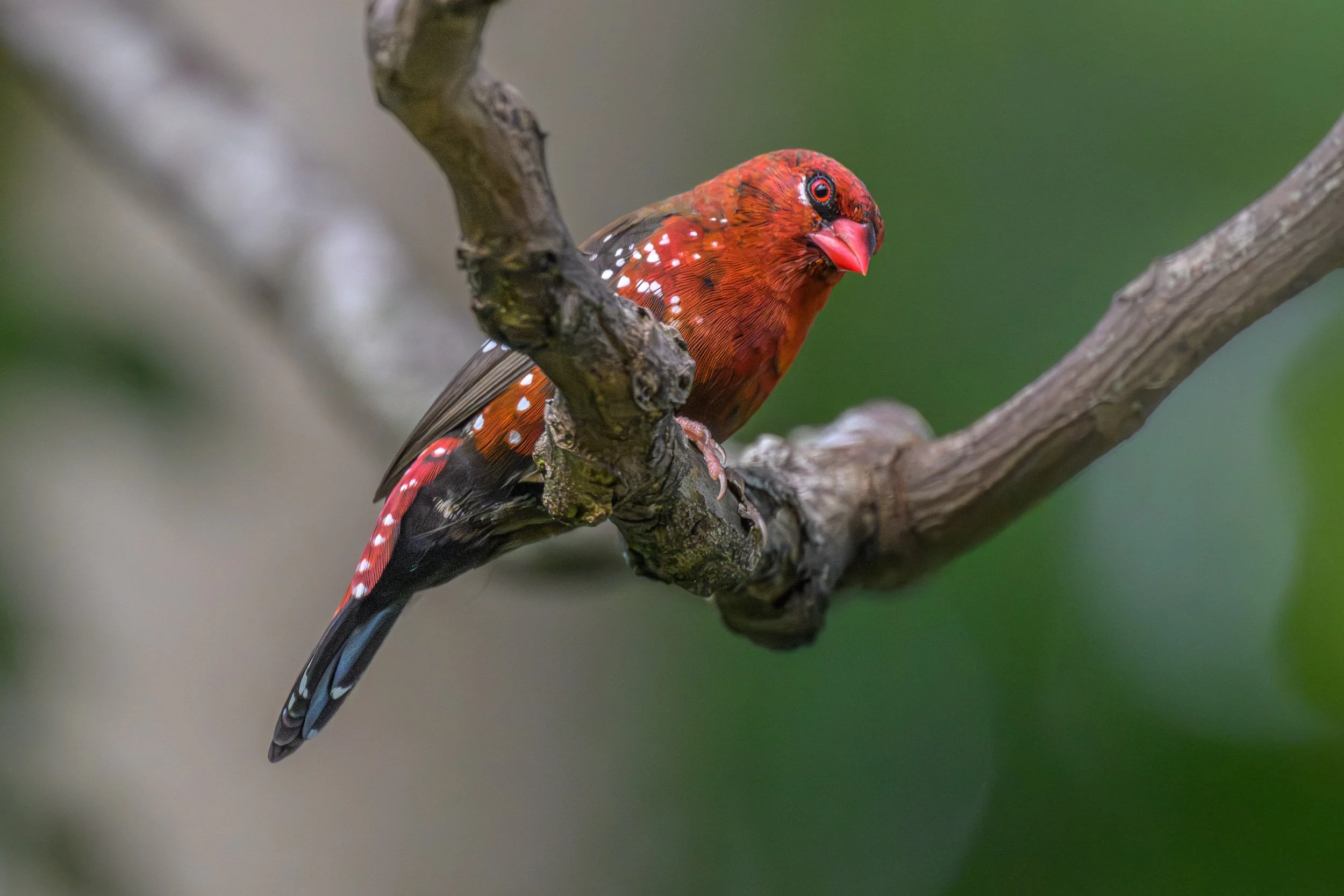 Red Avadavat (Amandava amandava) photographed near the Suva foreshore, Fiji. This striking introduced finch is established on Viti Levu, with breeding males easily recognised by their vivid red plumage and white spotting.