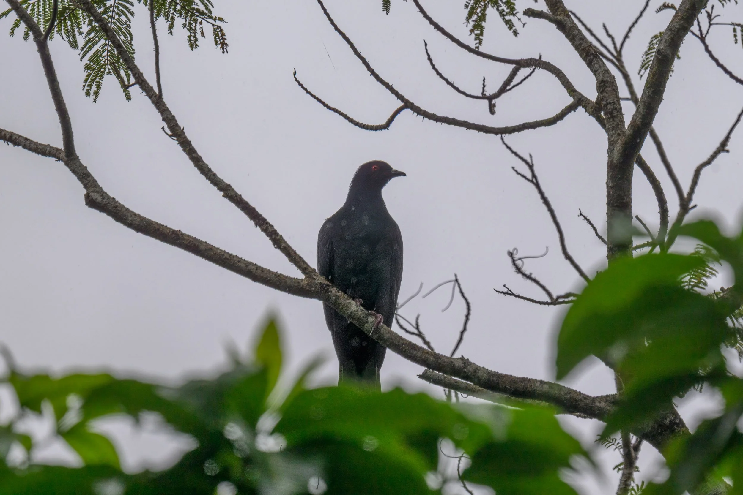 Black Imperial-Pigeon (Ducula melanochroa) photographed in Pomio District, East New Britain, Papua New Guinea.