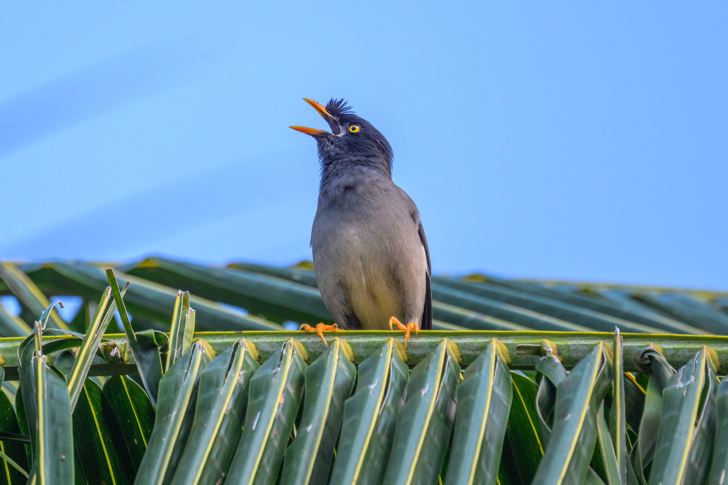 Jungle Myna (Acridotheres fuscus) photographed on Upolu, Samoa.