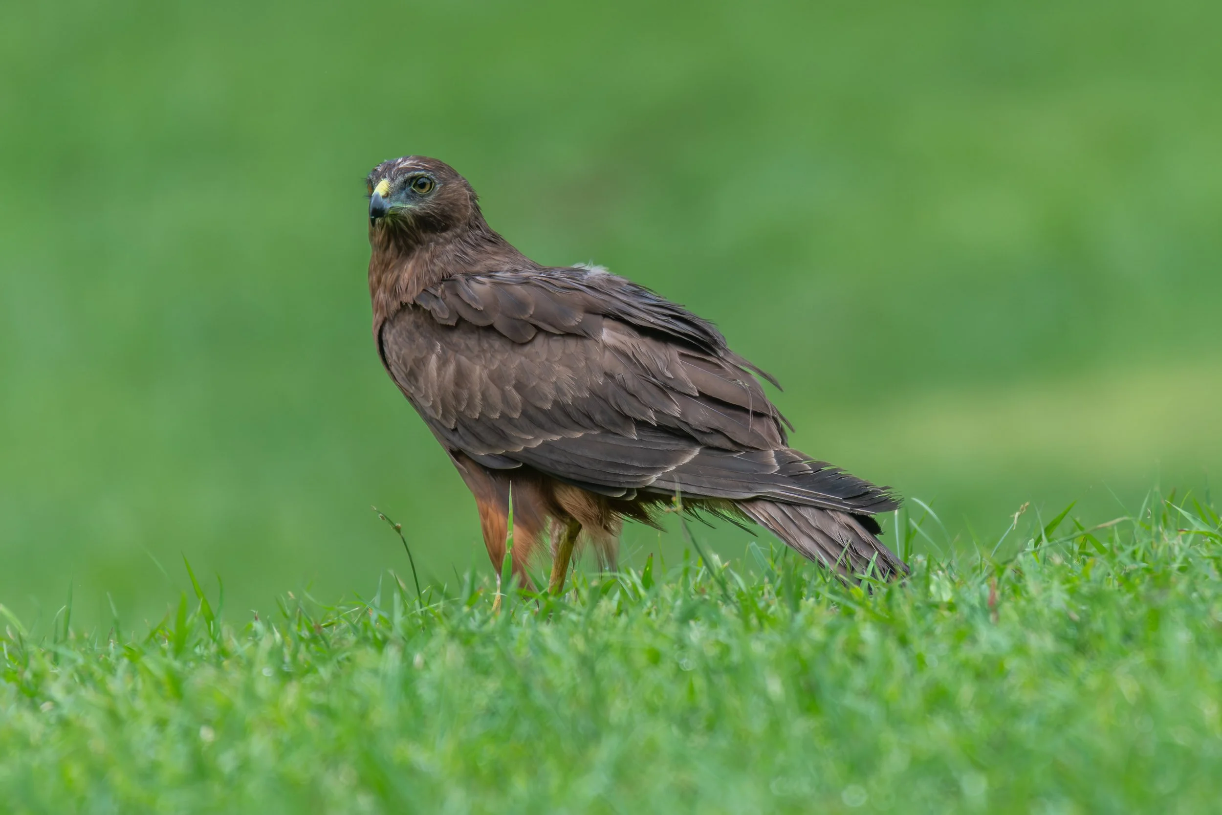 Swamp Harrier (Circus approximans) photographed over a meadow in Suva, Viti Levu, Fiji.