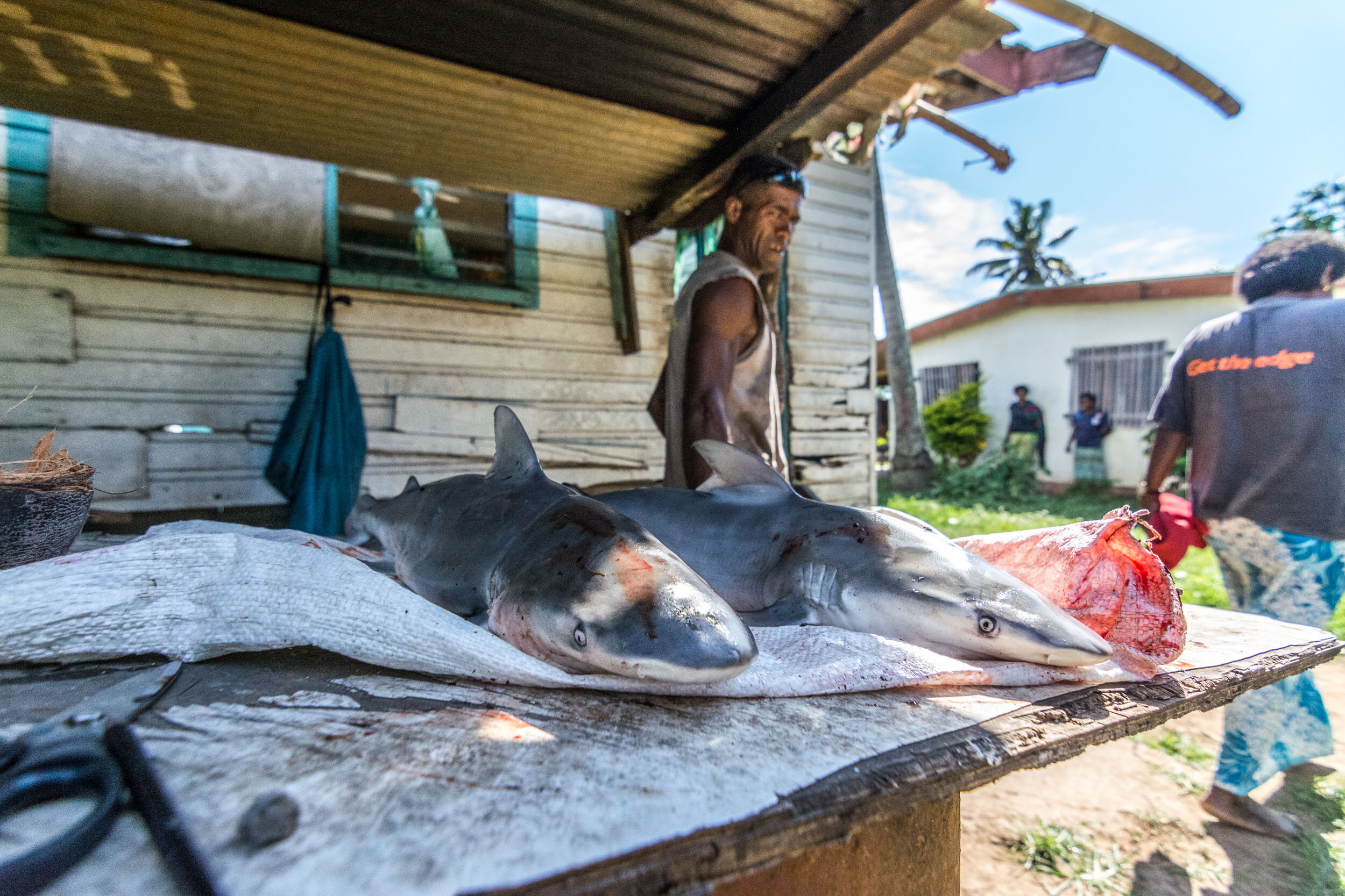 TOM_7377Shark Research in Fiji_.jpg