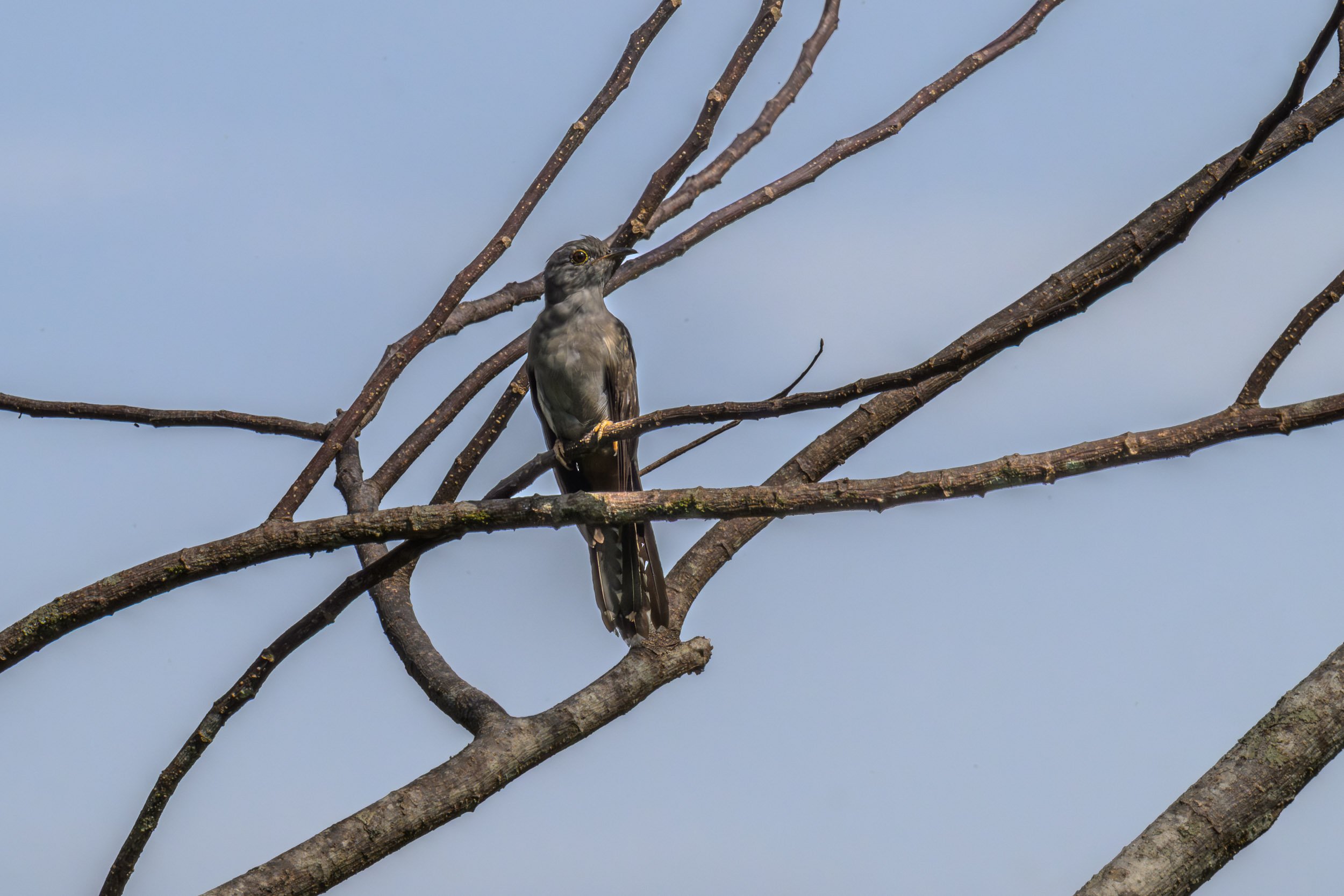 A Sahul Brush Cuckoo (Cacomantis variolosus macrocercus) perched in inland Pomio, East New Britain, Papua New Guinea. The subspecies macrocercus occurs on New Britain, New Ireland and nearby islands.