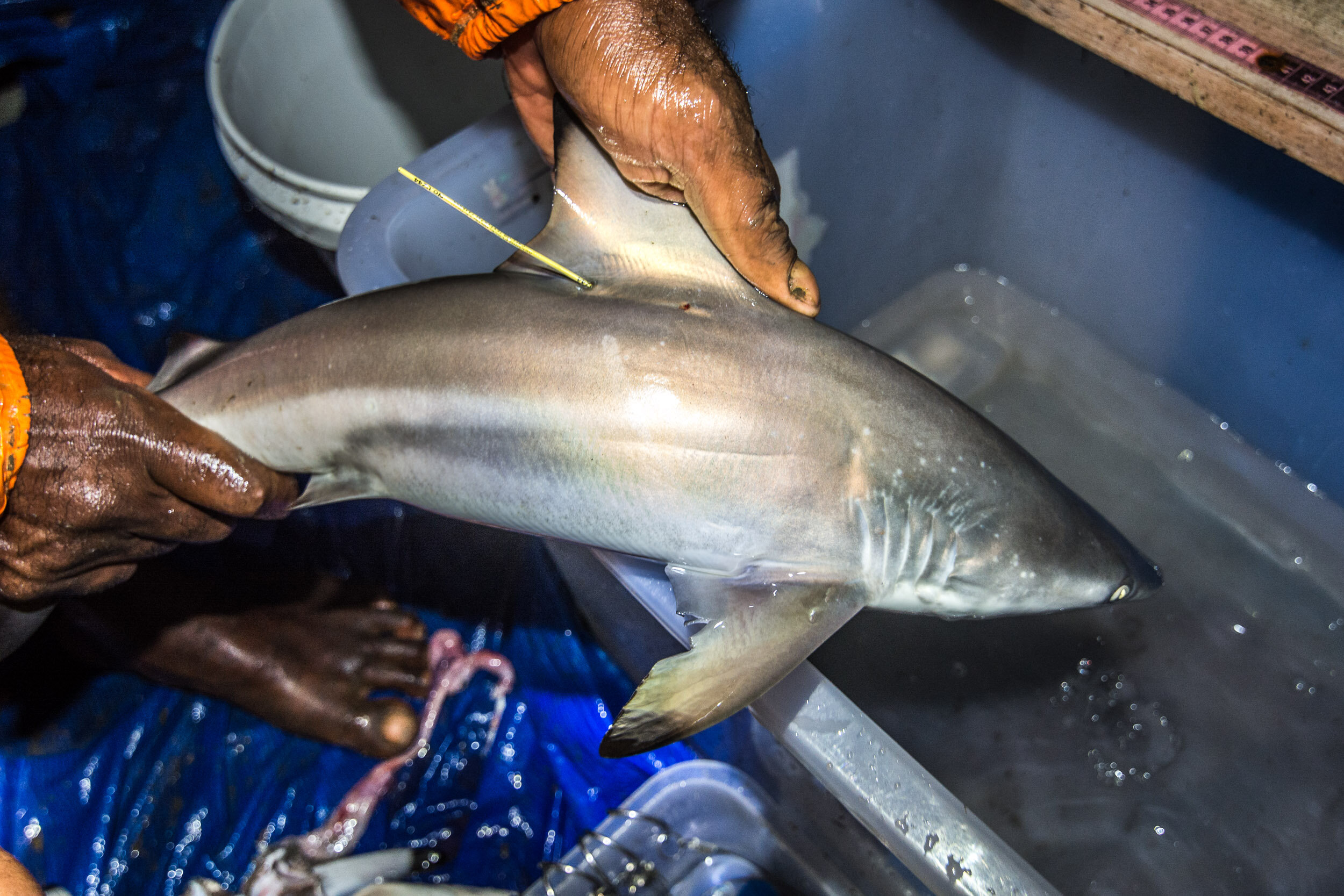TOM_7265Shark Research in Fiji_.jpg