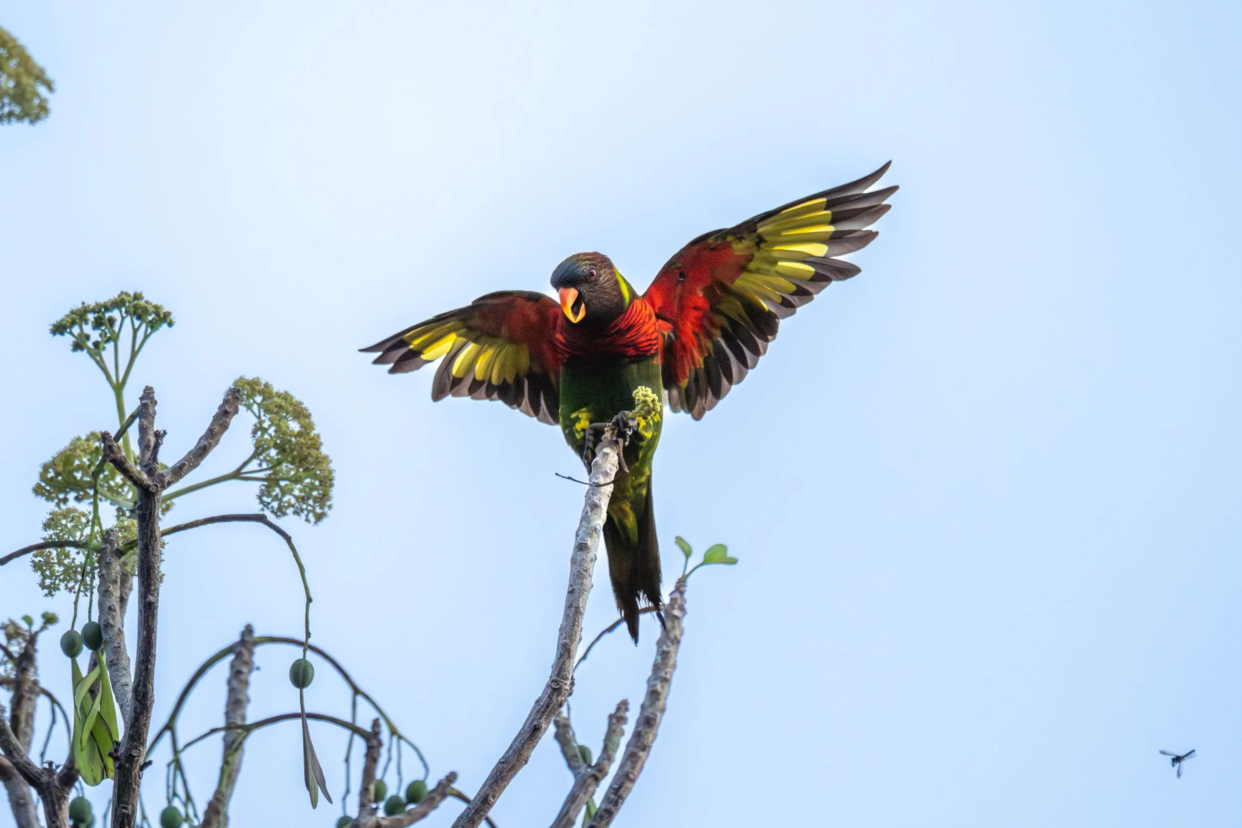 A Coconut Lorikeet (Trichoglossus haematodus massena) displaying its colourful wings on Ambae Island, Vanuatu.