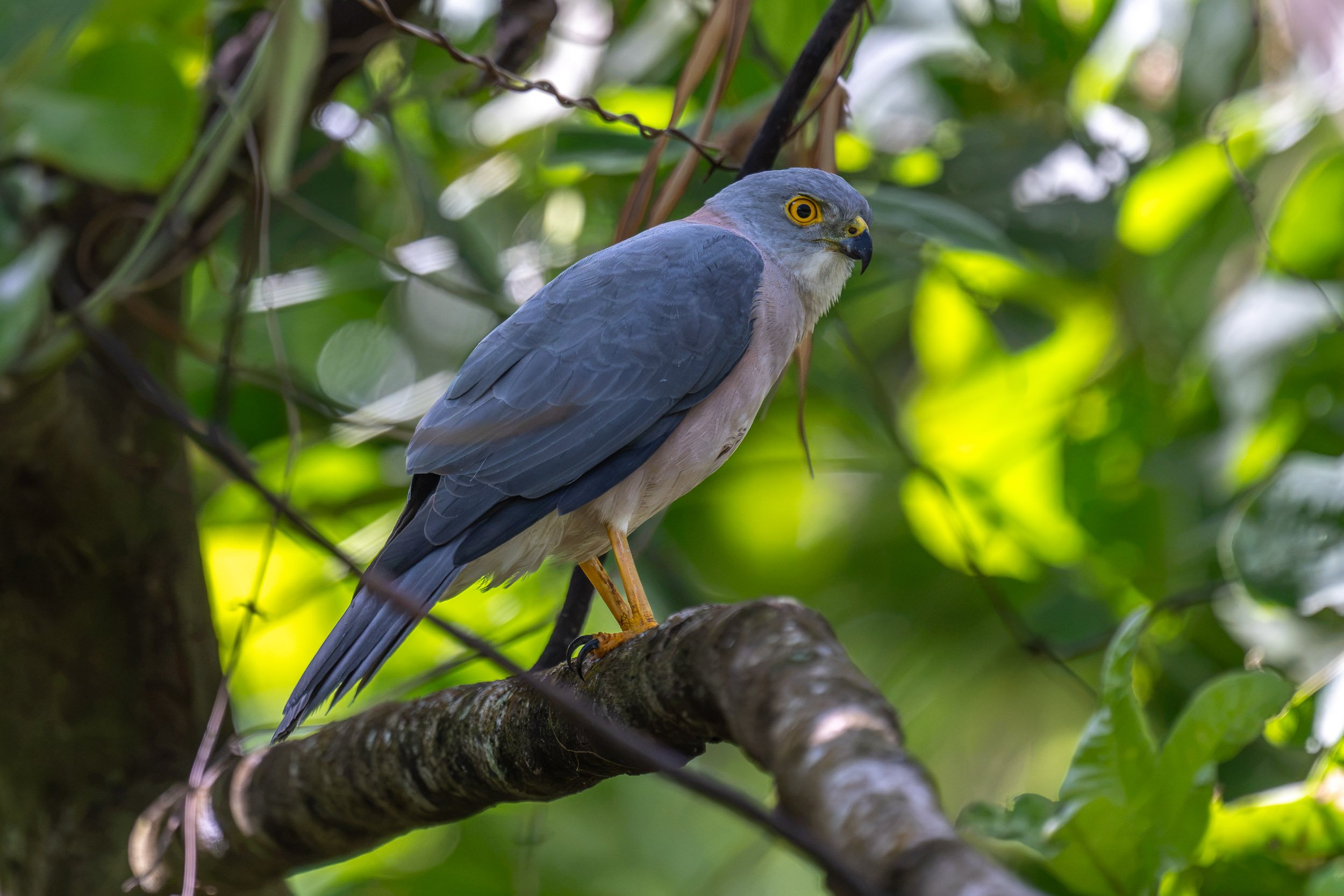 Fiji Goshawk (Tachyspiza rufitorques), an endemic bird of prey photographed on Taveuni, Fiji.