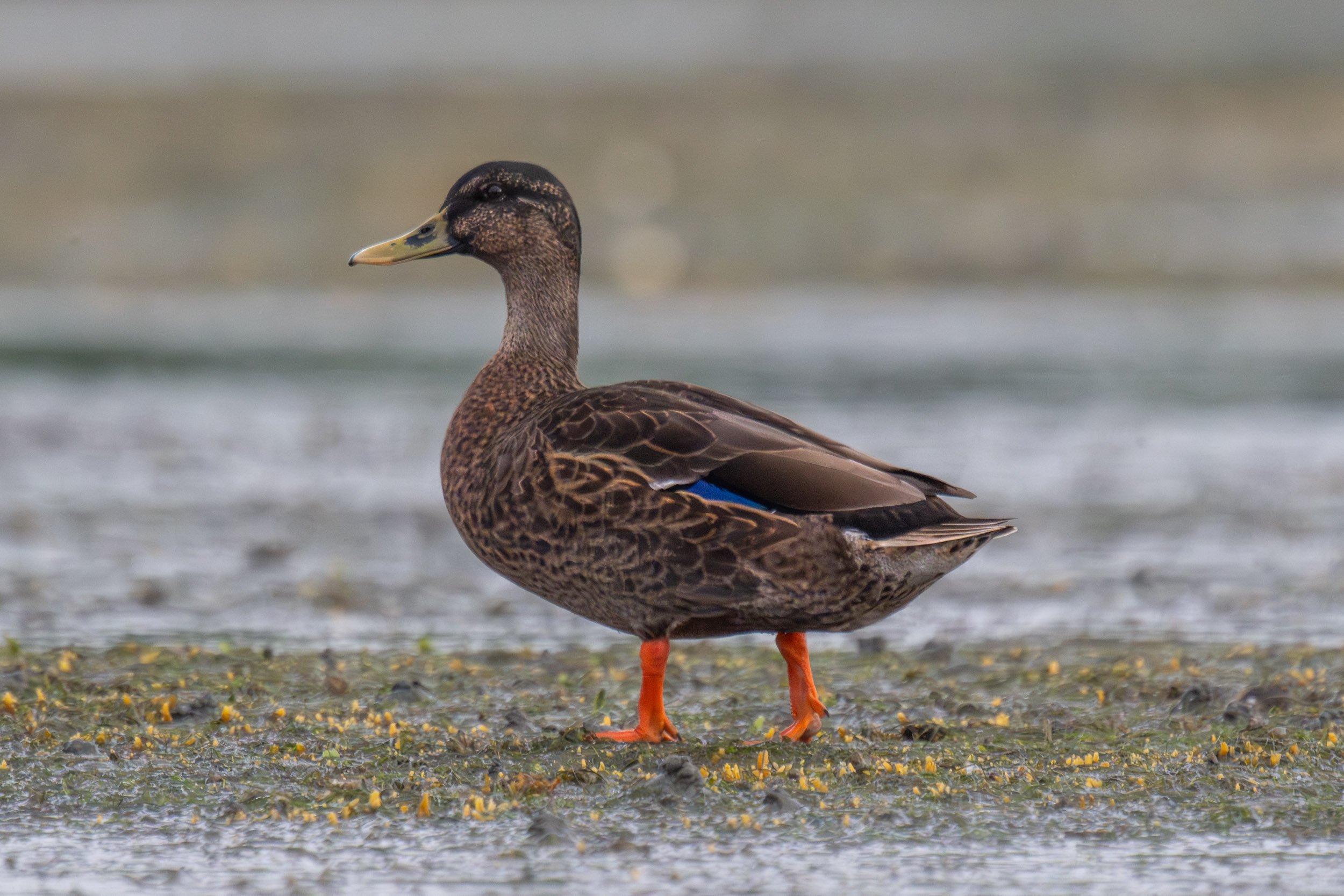 Mallard × Pacific Black Duck hybrid (Anas platyrhynchos × Anas superciliosa) photographed along the Suva foreshore on Viti Levu, Fiji.