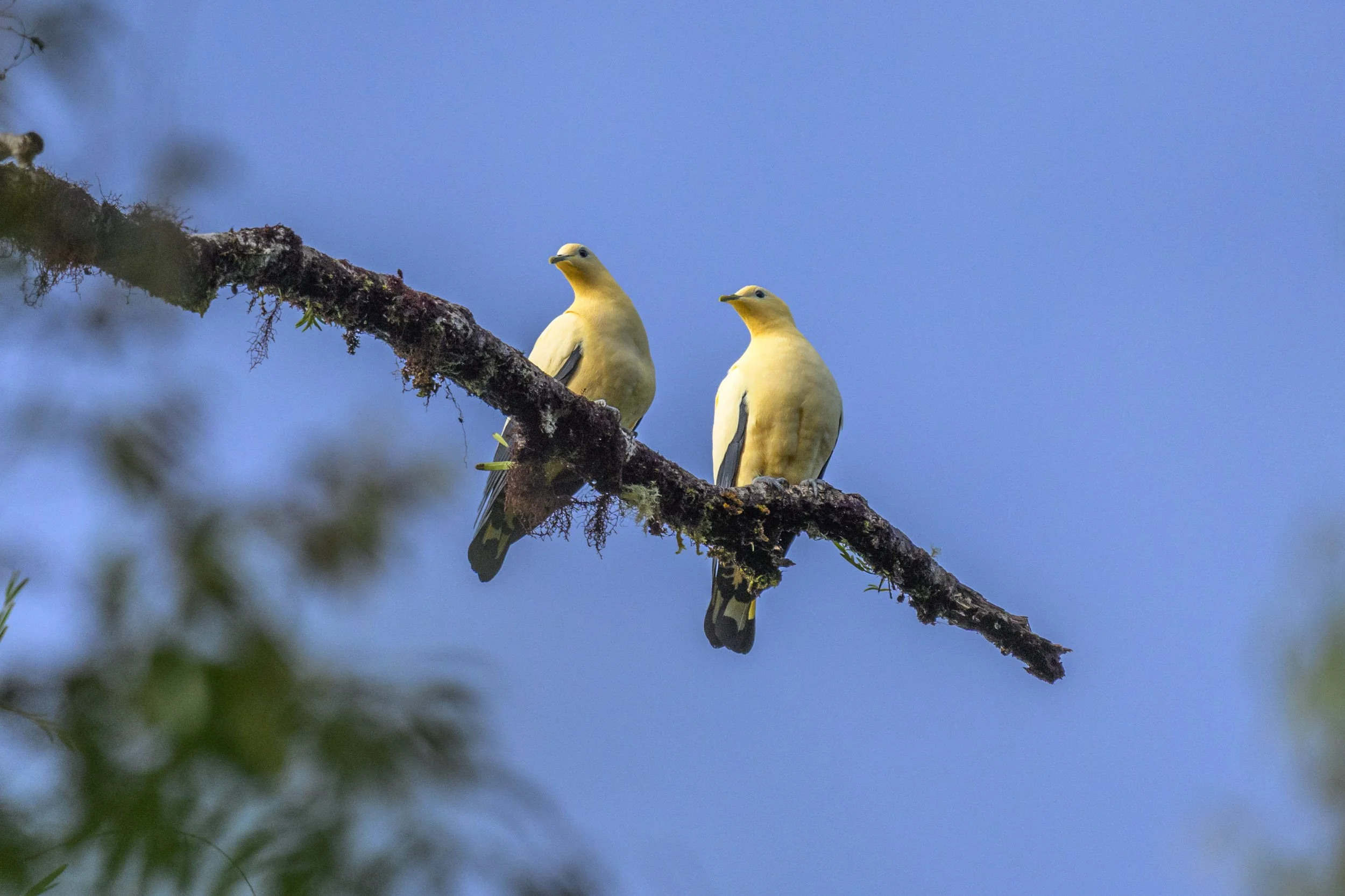 Two Yellowish Imperial Pigeons (Ducula subflavescens) perched together in Pomio District, East New Britain, Papua New Guinea.