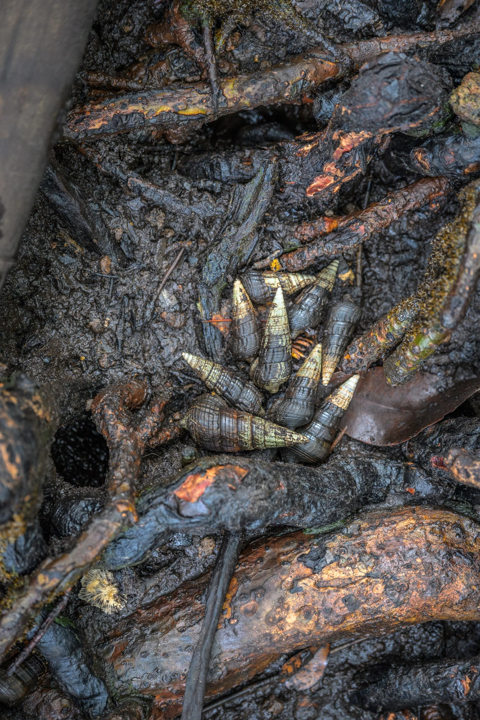 GIZ-kavieng-conservation-papua-new-guinea-tom-vierus-4.jpg