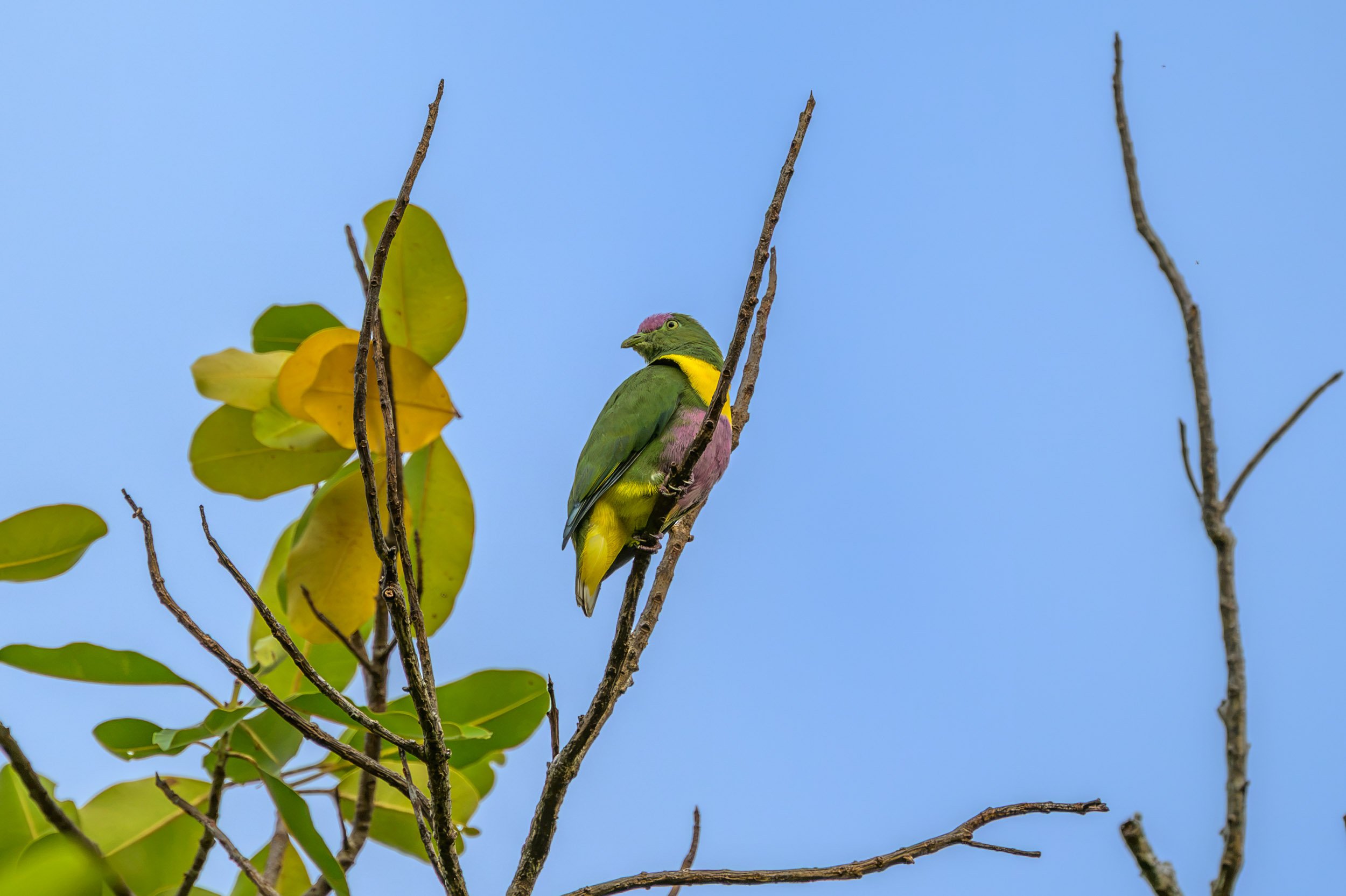 A Yellow-bibbed Fruit-Dove (Ptilinopus solomonensis johannis) photographed on Mussau Island, New Ireland Province, Papua New Guinea. The species is restricted to the Bismarck and Solomon archipelagos.
