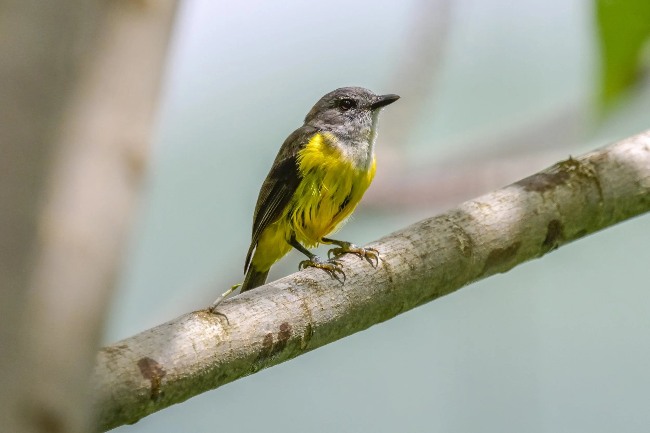 Samoan Whistler (Pachycephala flavifrons) photographed near Uafato Village on Upolu, Samoa.