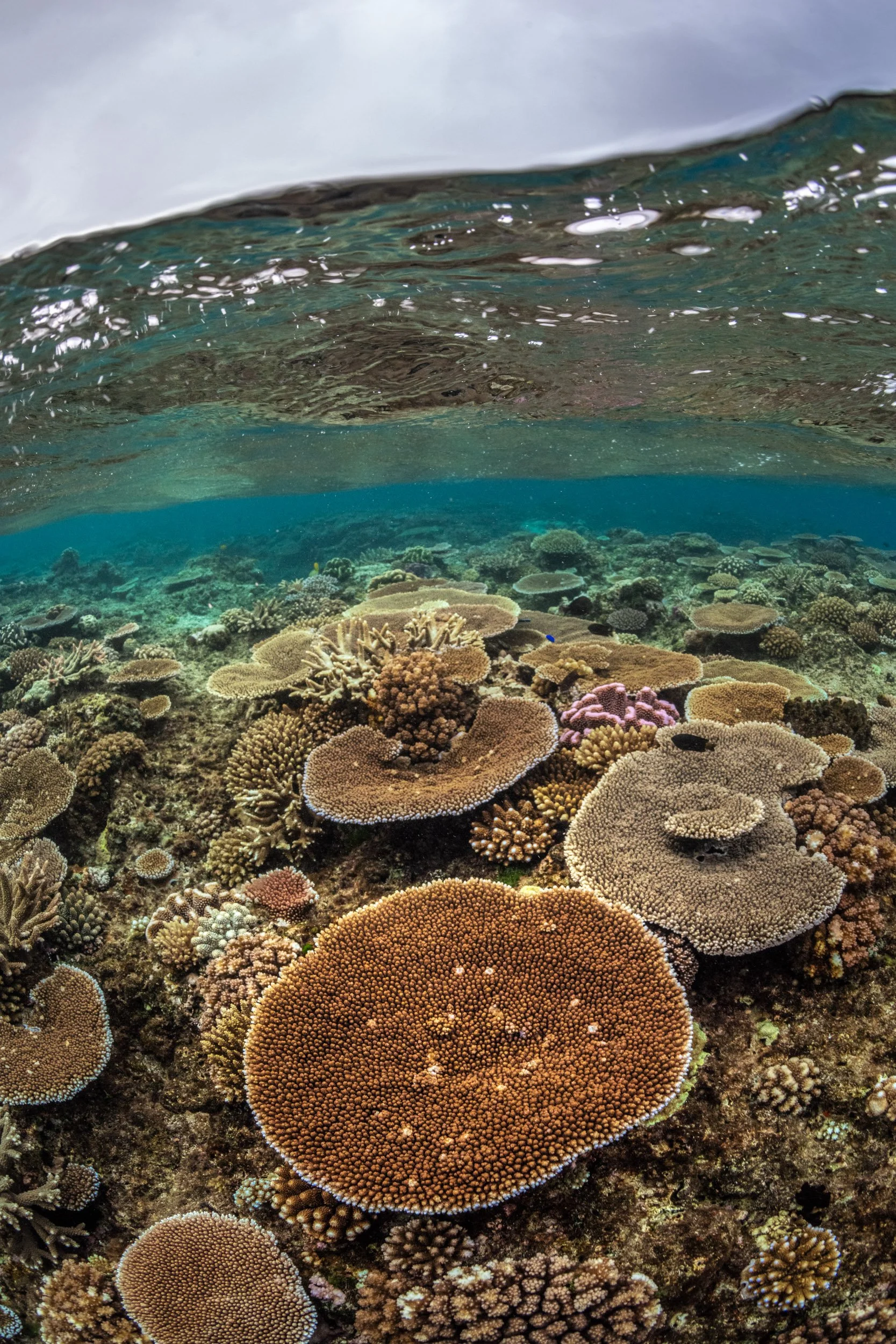 Large, healthy table corals growing on a shallow reef in Fiji’s Lomaiviti Islands.