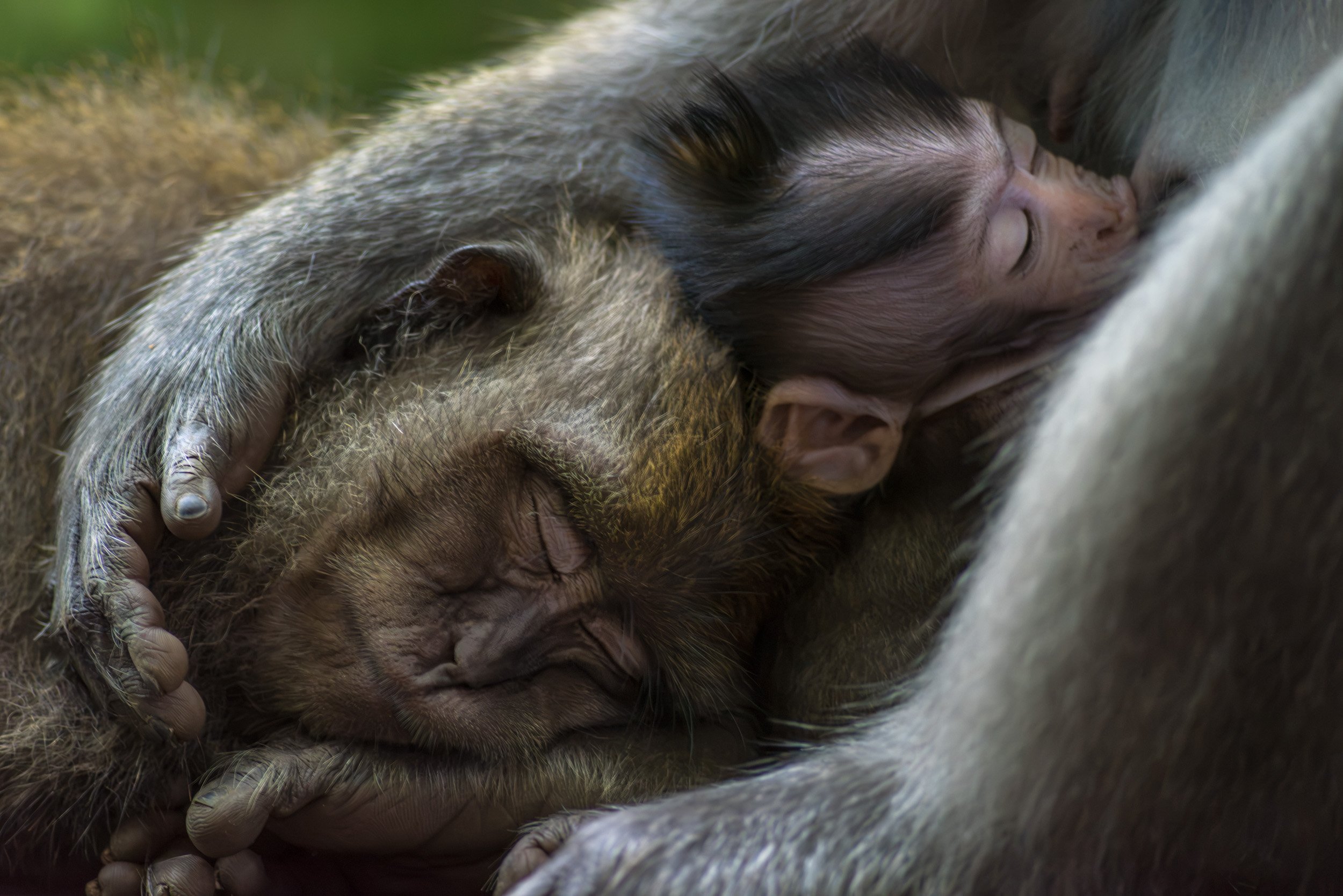 Long-tailed macaques cuddling together in Bali, Indonesia, with a sleeping infant nestled against an adult.