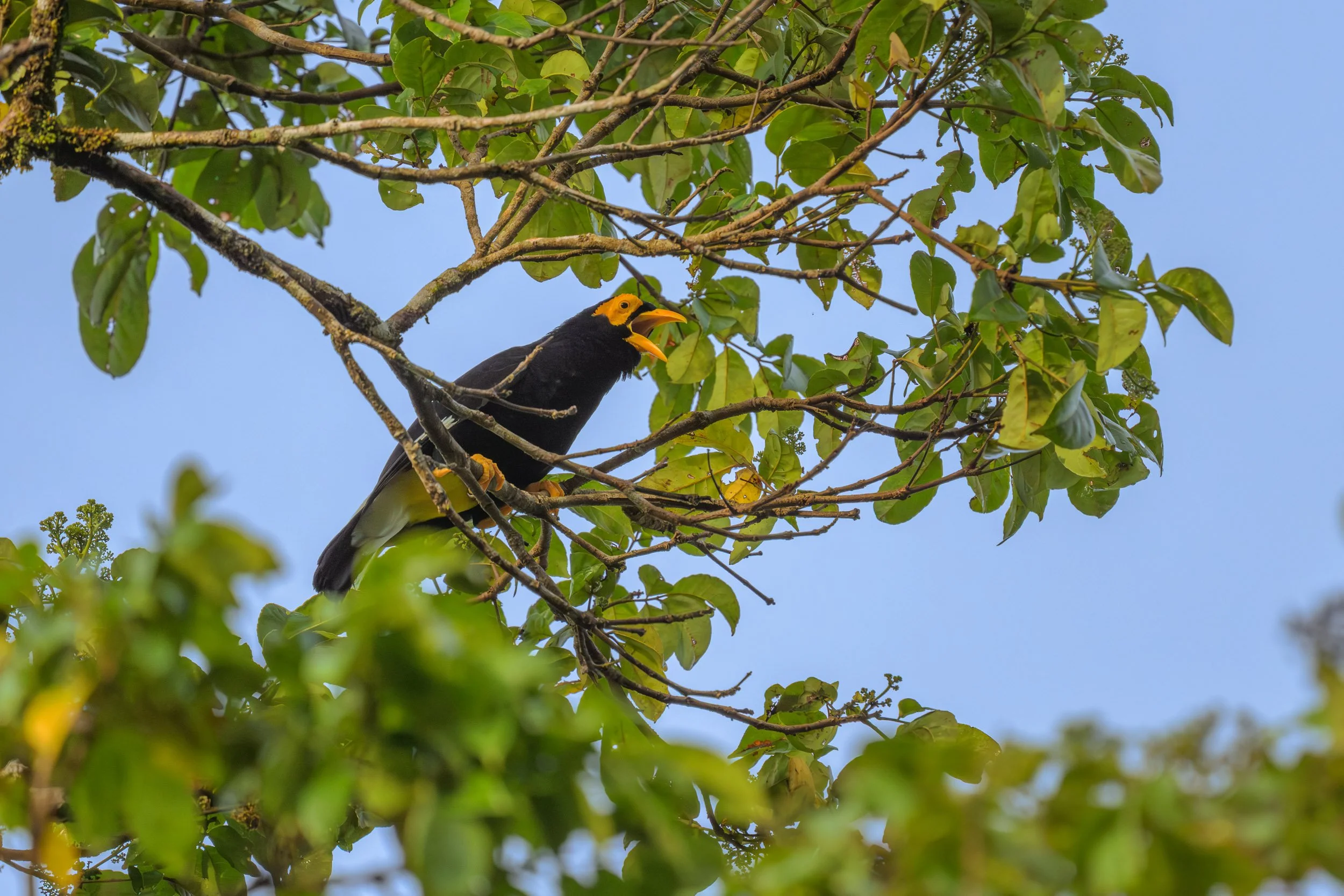 A Long-tailed Myna (Mino kreffti) perched in inland Pomio, East New Britain, Papua New Guinea. 