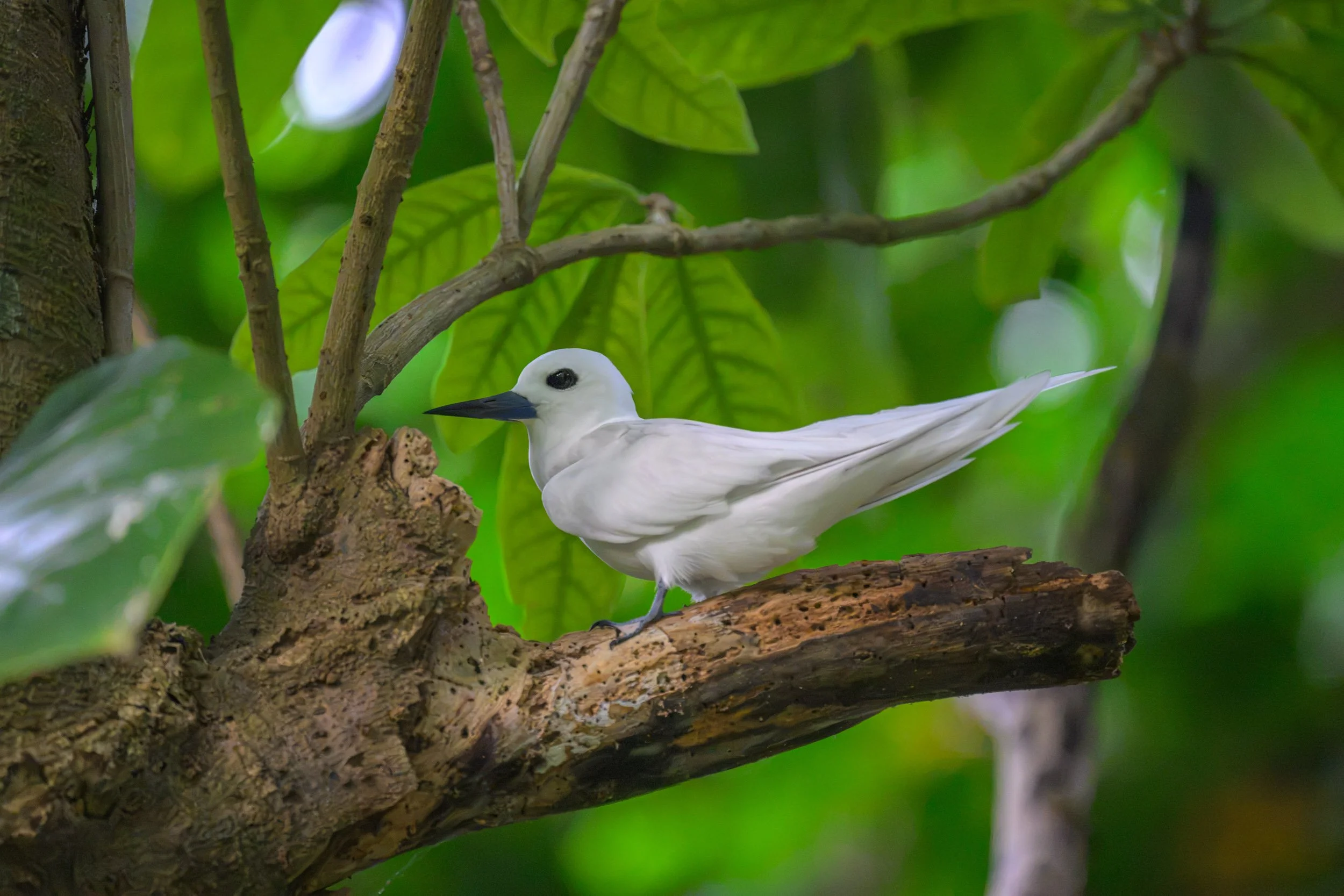A Blue-billed White-Tern (Gygis candida) resting on a branch on Tench Island within the Murat Marine Protected Area, Papua New Guinea.