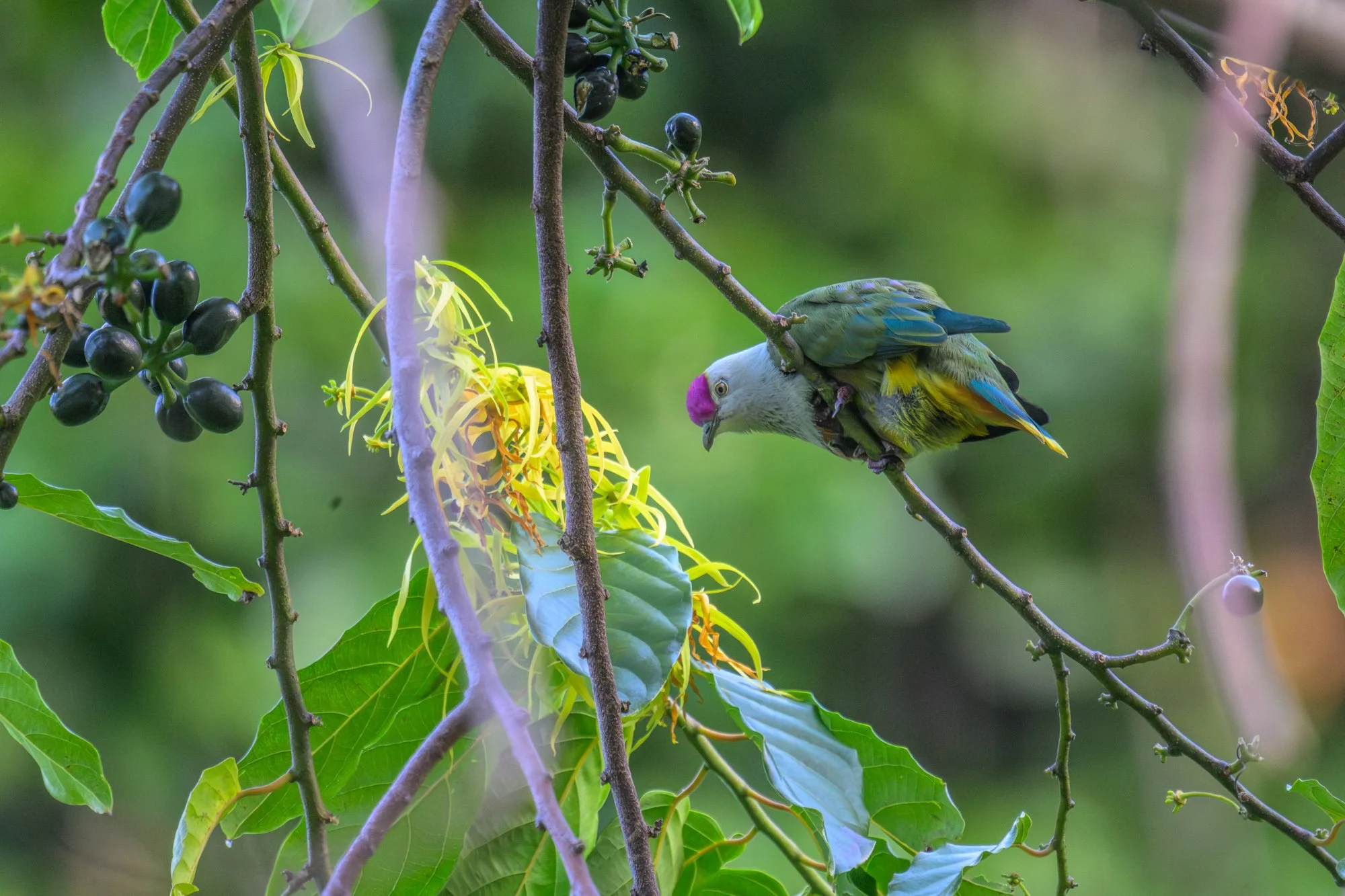 Birdlife International_Tom Vierus_Manumea Expedition-83.jpg