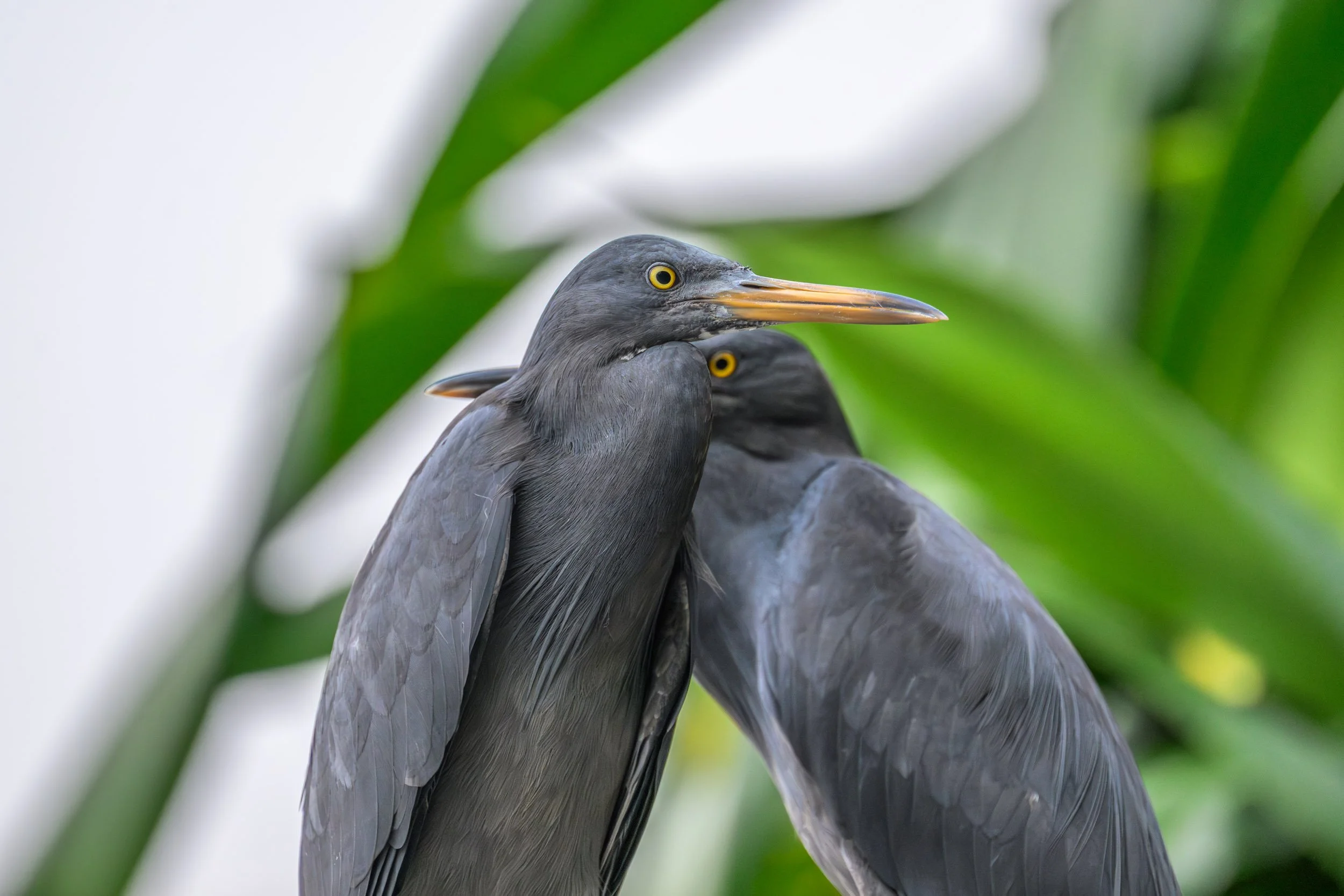 Two Pacific Reef-Herons (Egretta sacra) photographed near Kavieng, New Ireland, Papua New Guinea.
