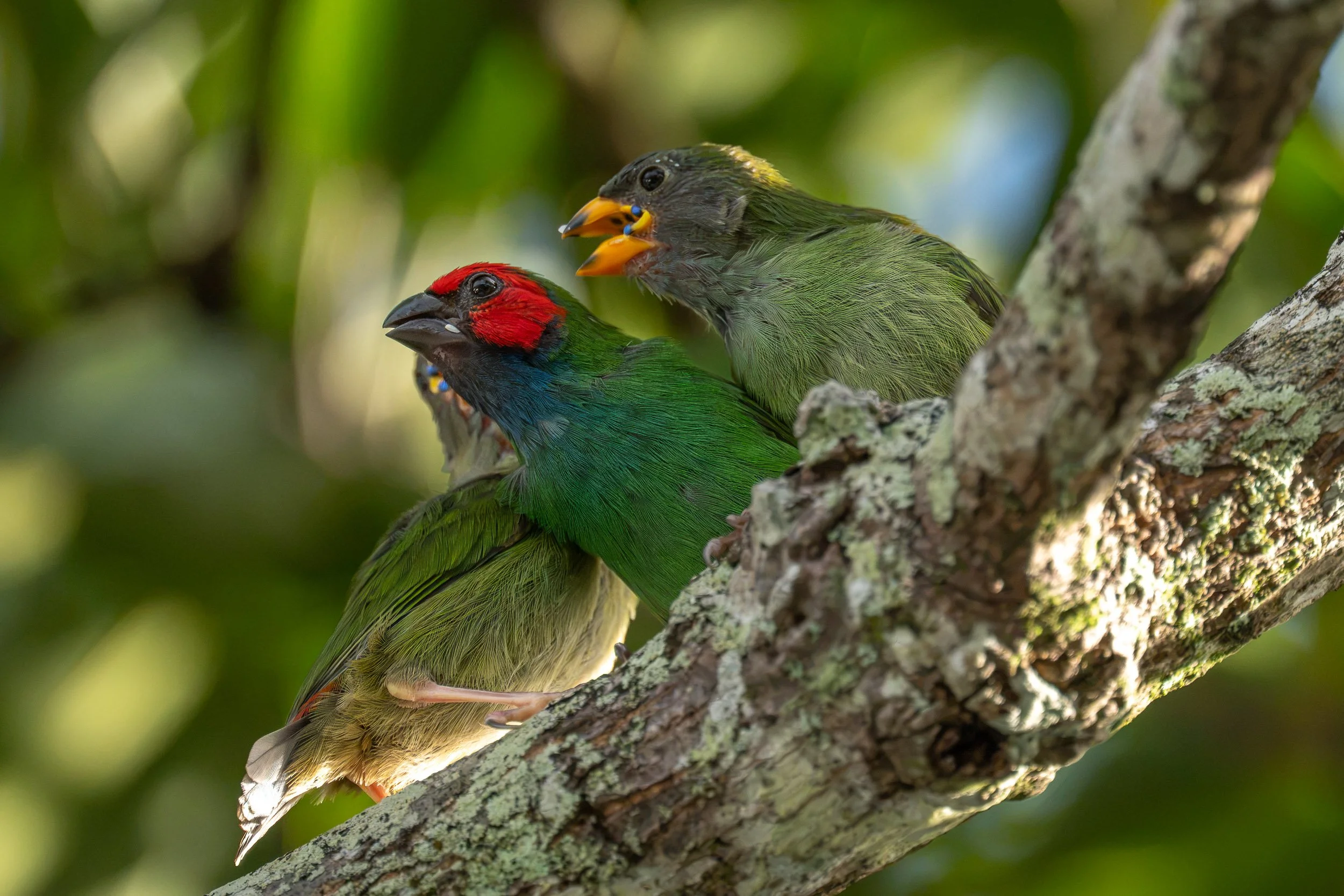Fiji Parrotfinch (Erythrura pealii), an endemic bird of Fiji photographed feeding chicks at a nest in Suva, Viti Levu.