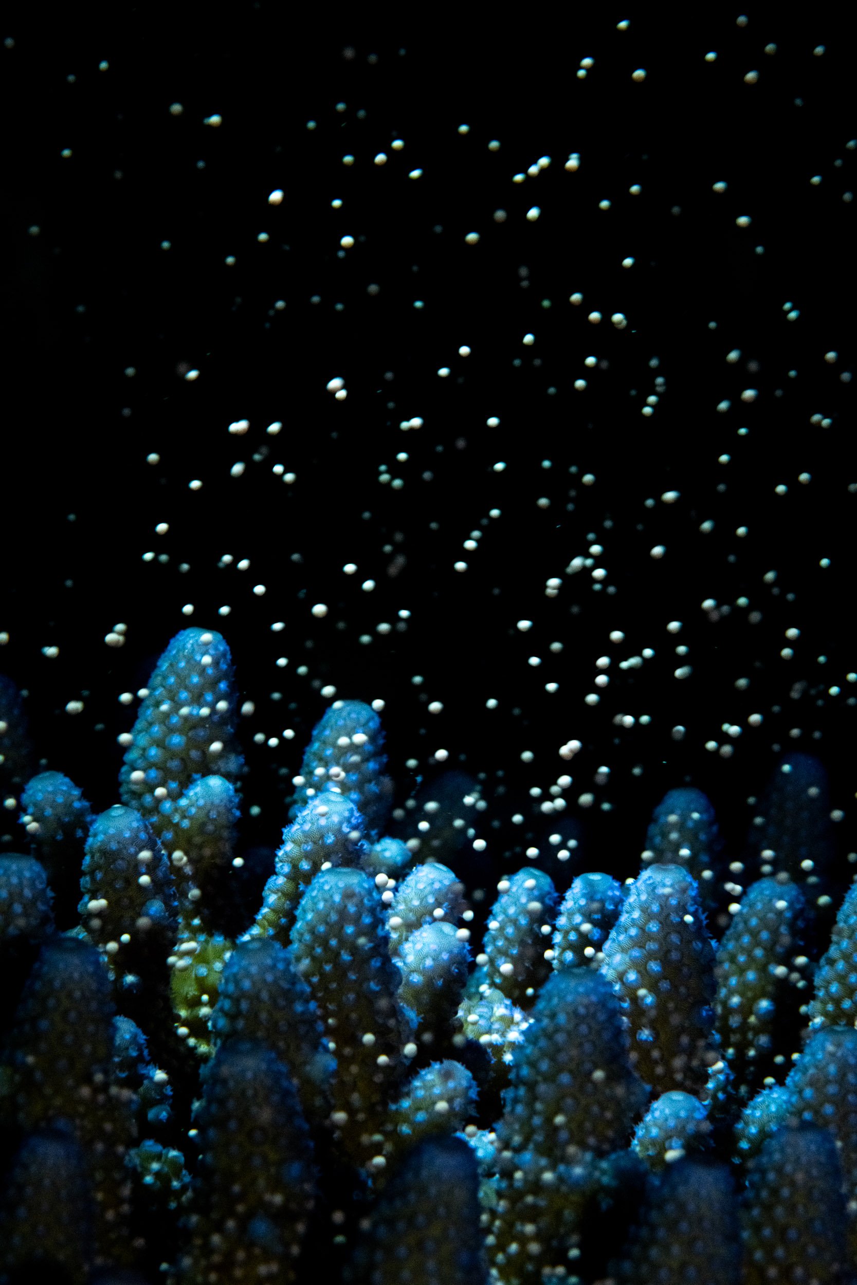 An Acropora coral releases bundles of eggs and sperm during a mass-spawning event on Fiji’s Coral Coast, Viti Levu. 