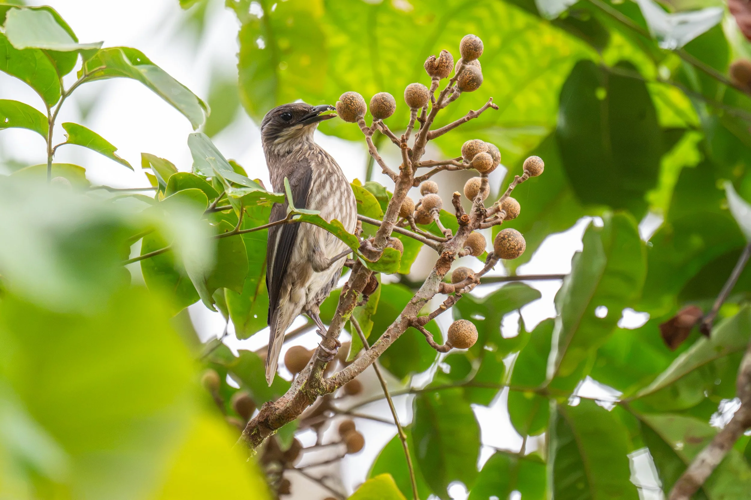 Polynesian starling foraging in Naitasiri on Viti Levu, Fiji.