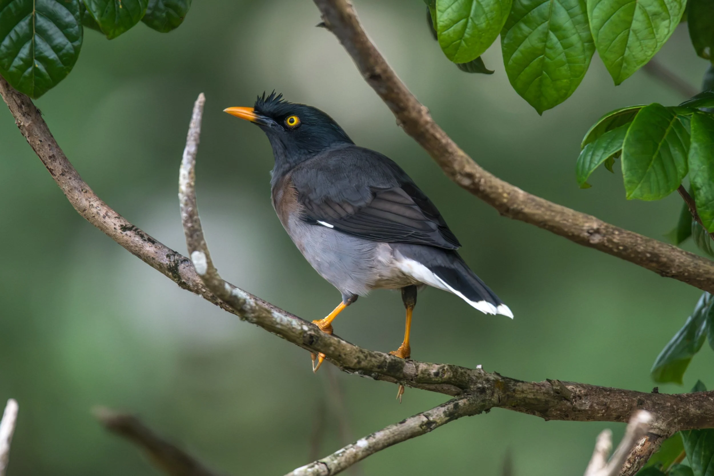 Jungle Myna (Acridotheres fuscus) photographed in Fiji.