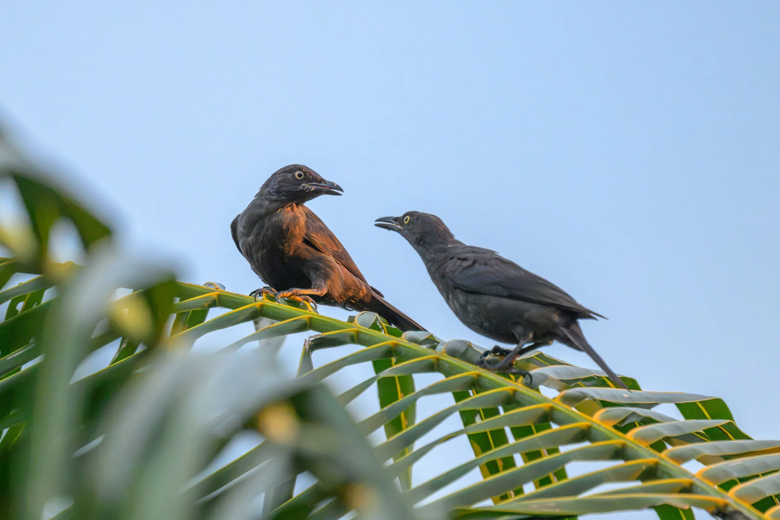 Atoll Starlings (Aplonis feadensis heureka) on Tench Island within the Murat Marine Protected Area, Papua New Guinea. The species is listed as Near Threatened on the IUCN Red List.