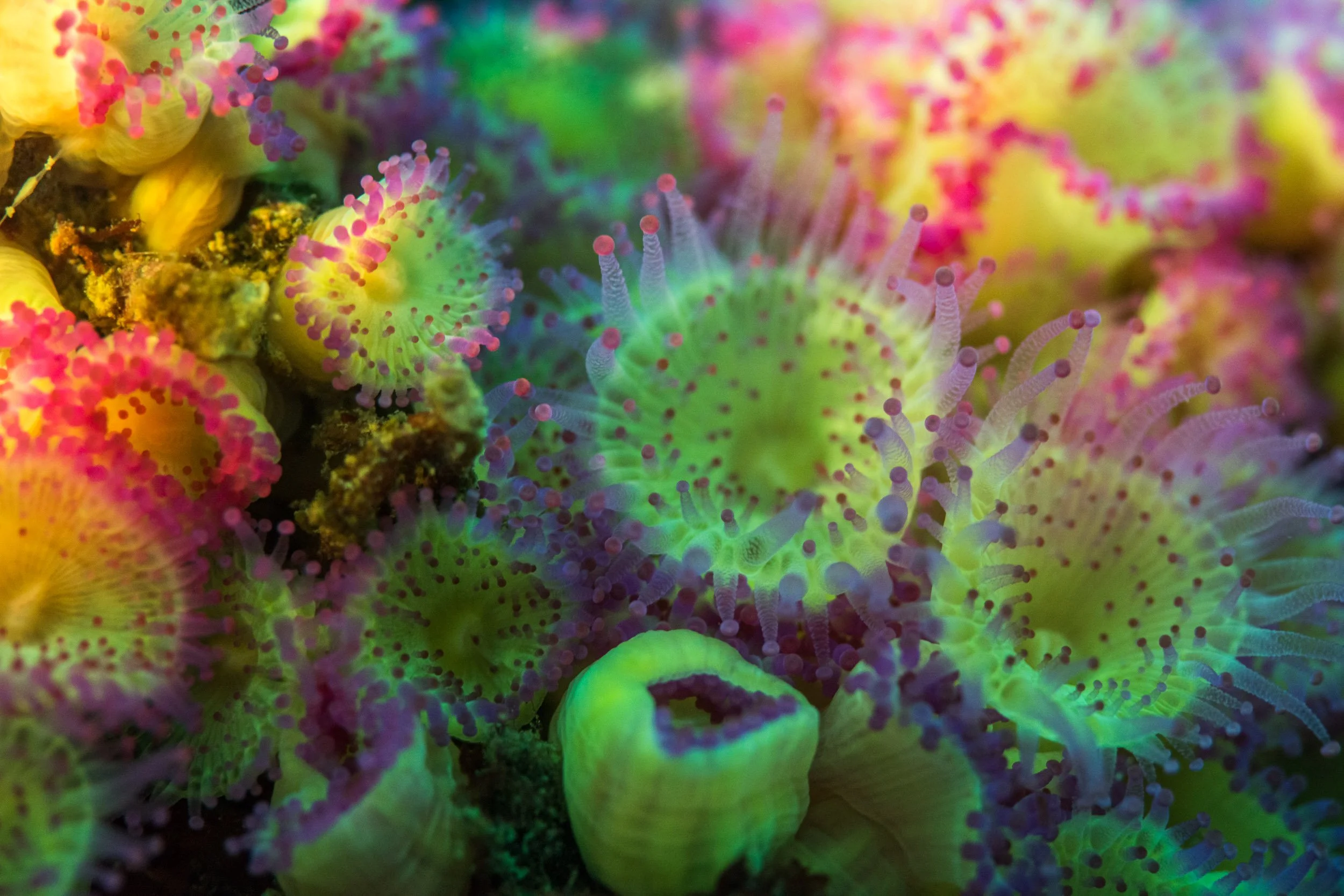 Colourful Jewel Anemones (Corynactis australis) growing on the wreck of the HMNZS Canterbury in New Zealand’s Bay of Islands.