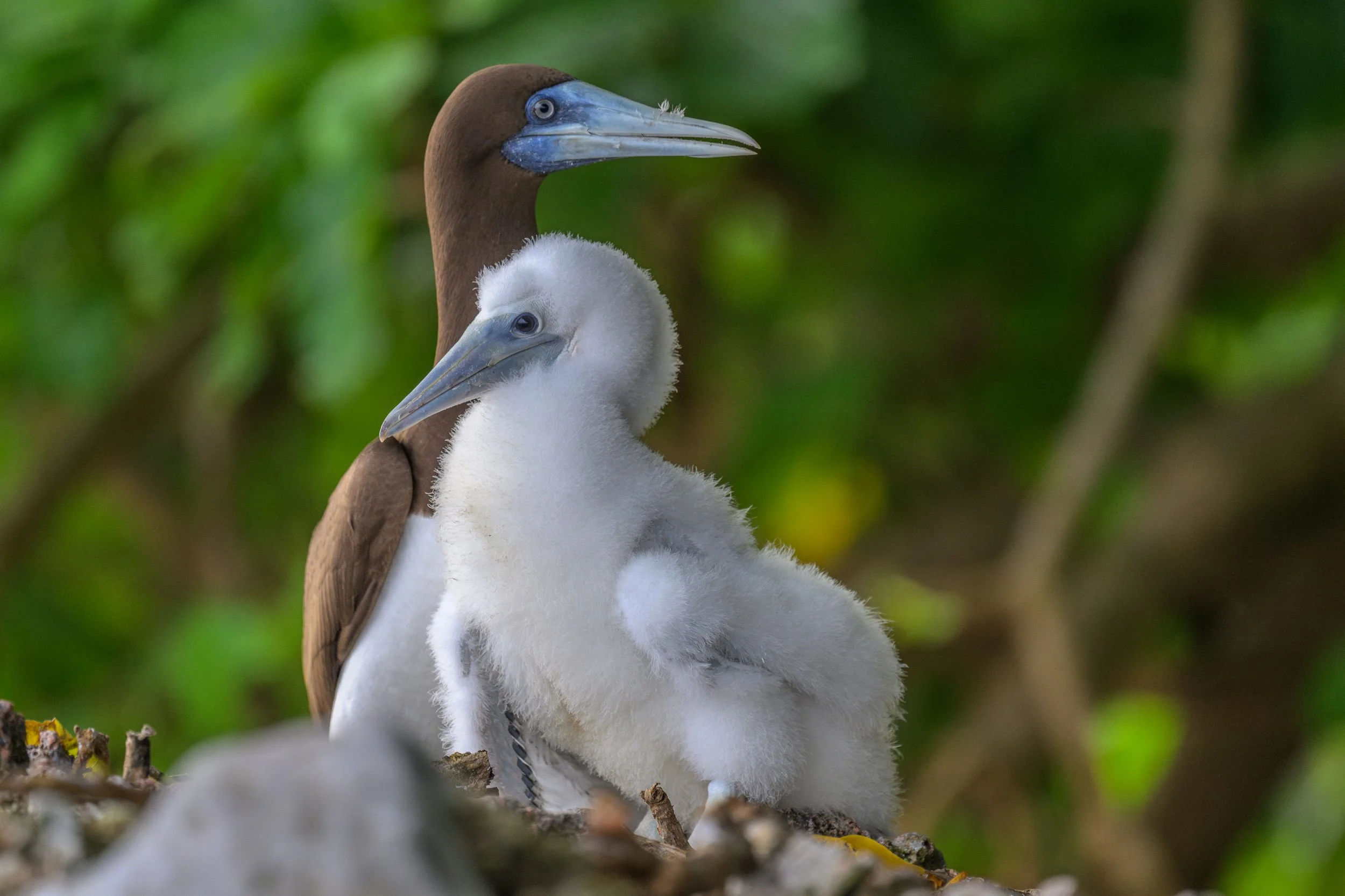 A Brown Booby (Sula leucogaster) with its chick on Tench Island within the Murat Marine Protected Area, Papua New Guinea.