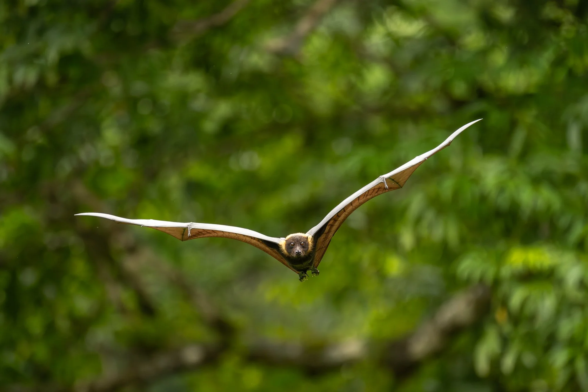 Birdlife International_Tom Vierus_Manumea Expedition-25.jpg